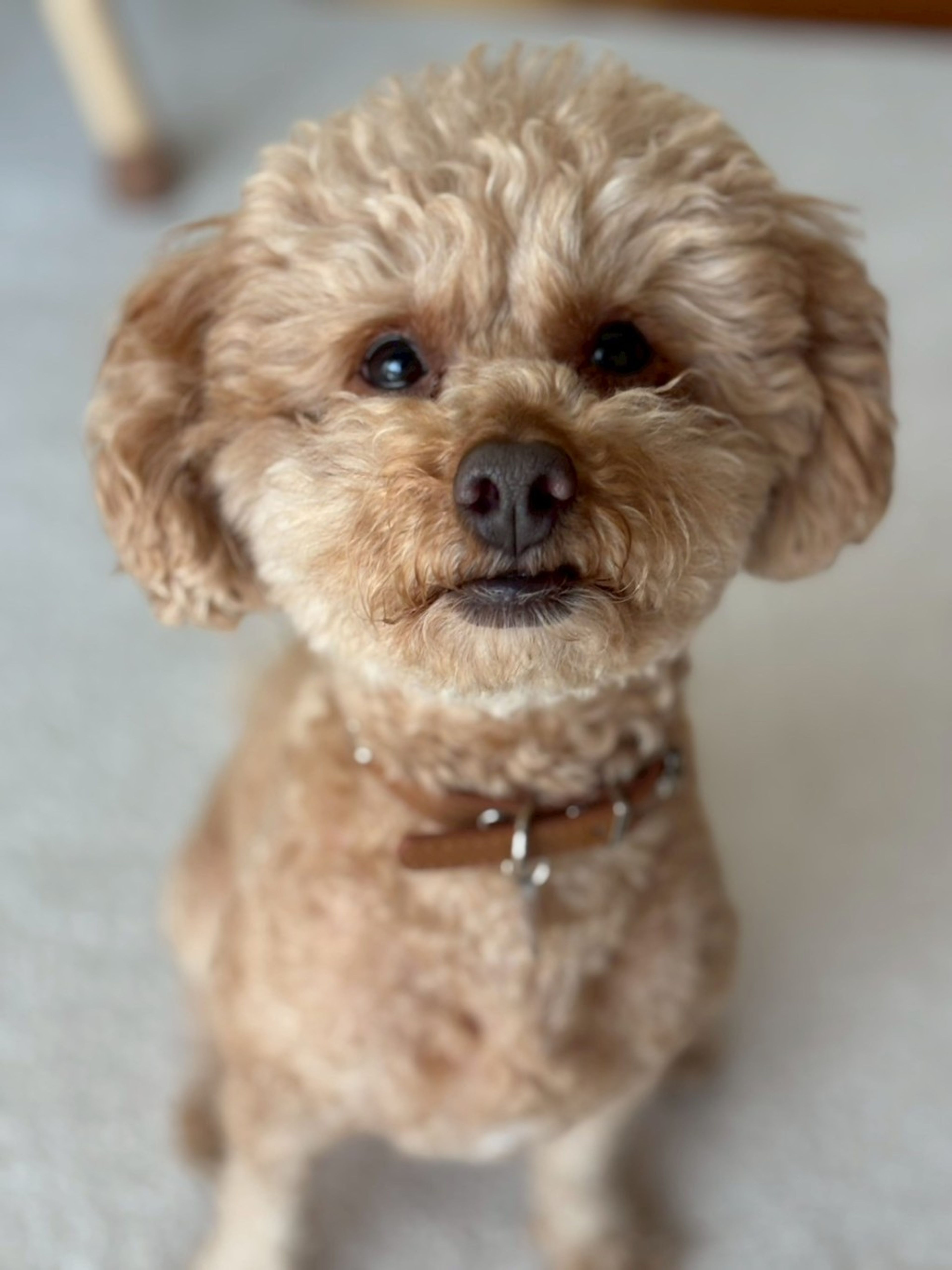 pet-image-3