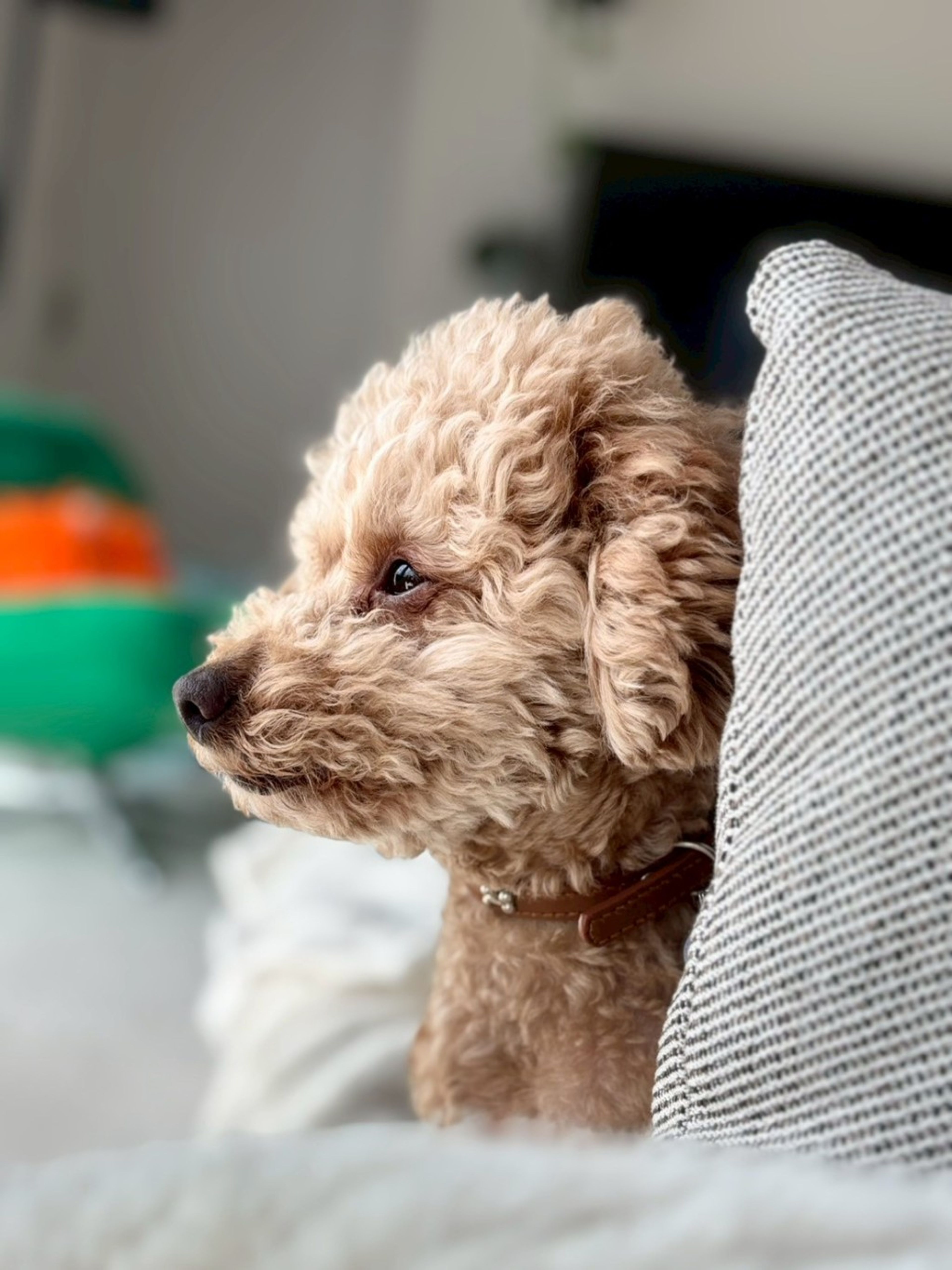 pet-image-4