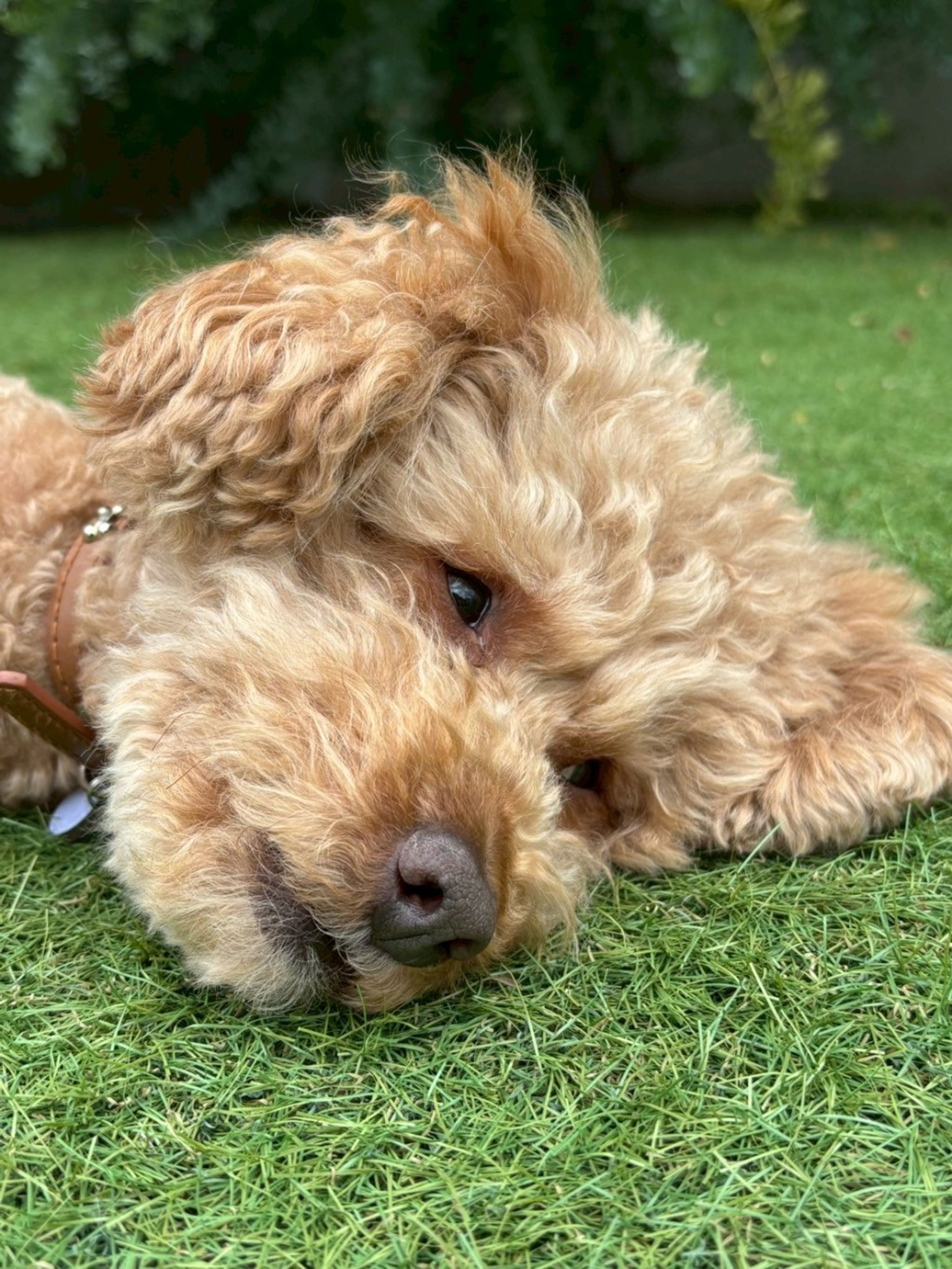 pet-image-5