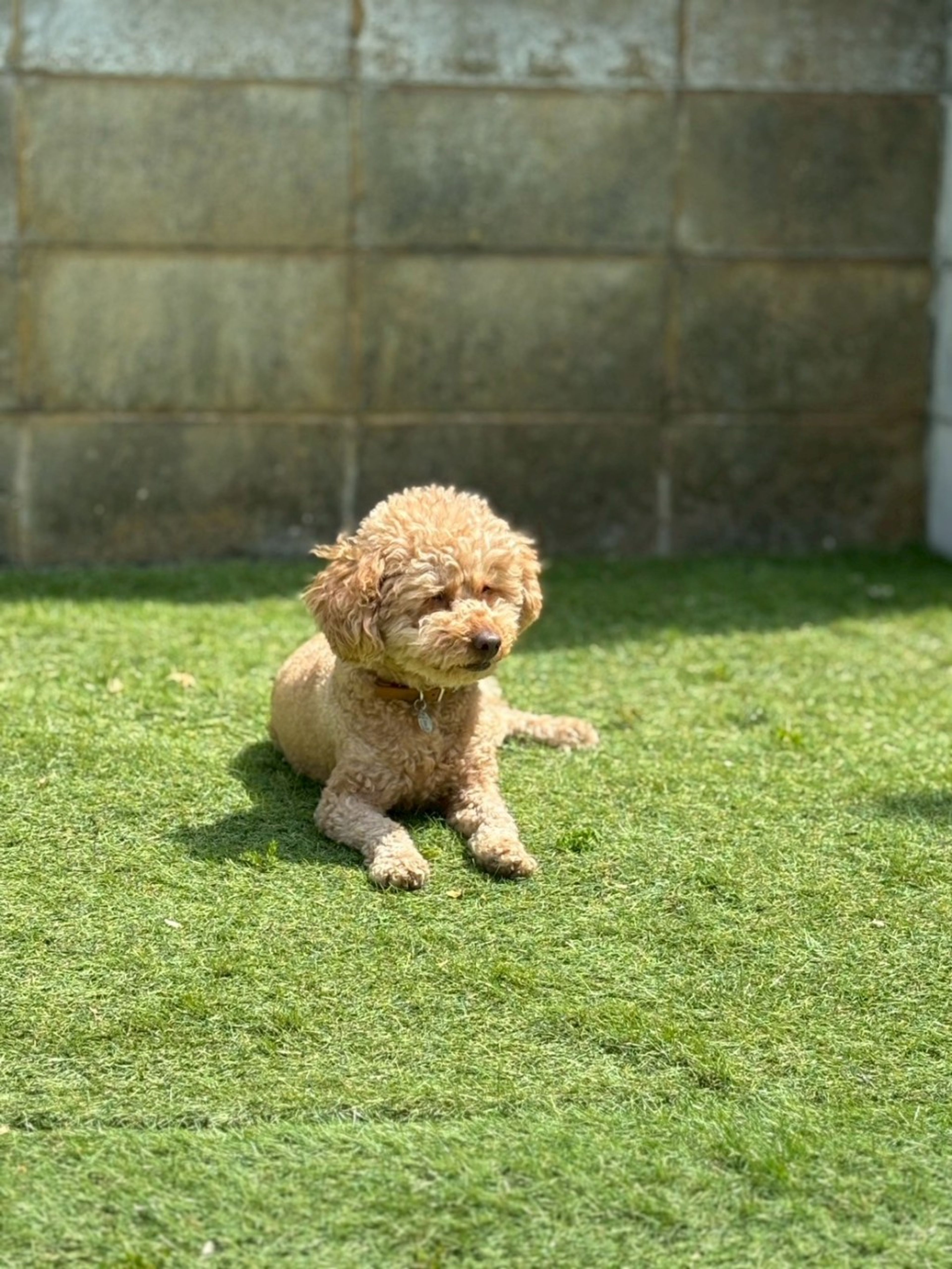 pet-image-7