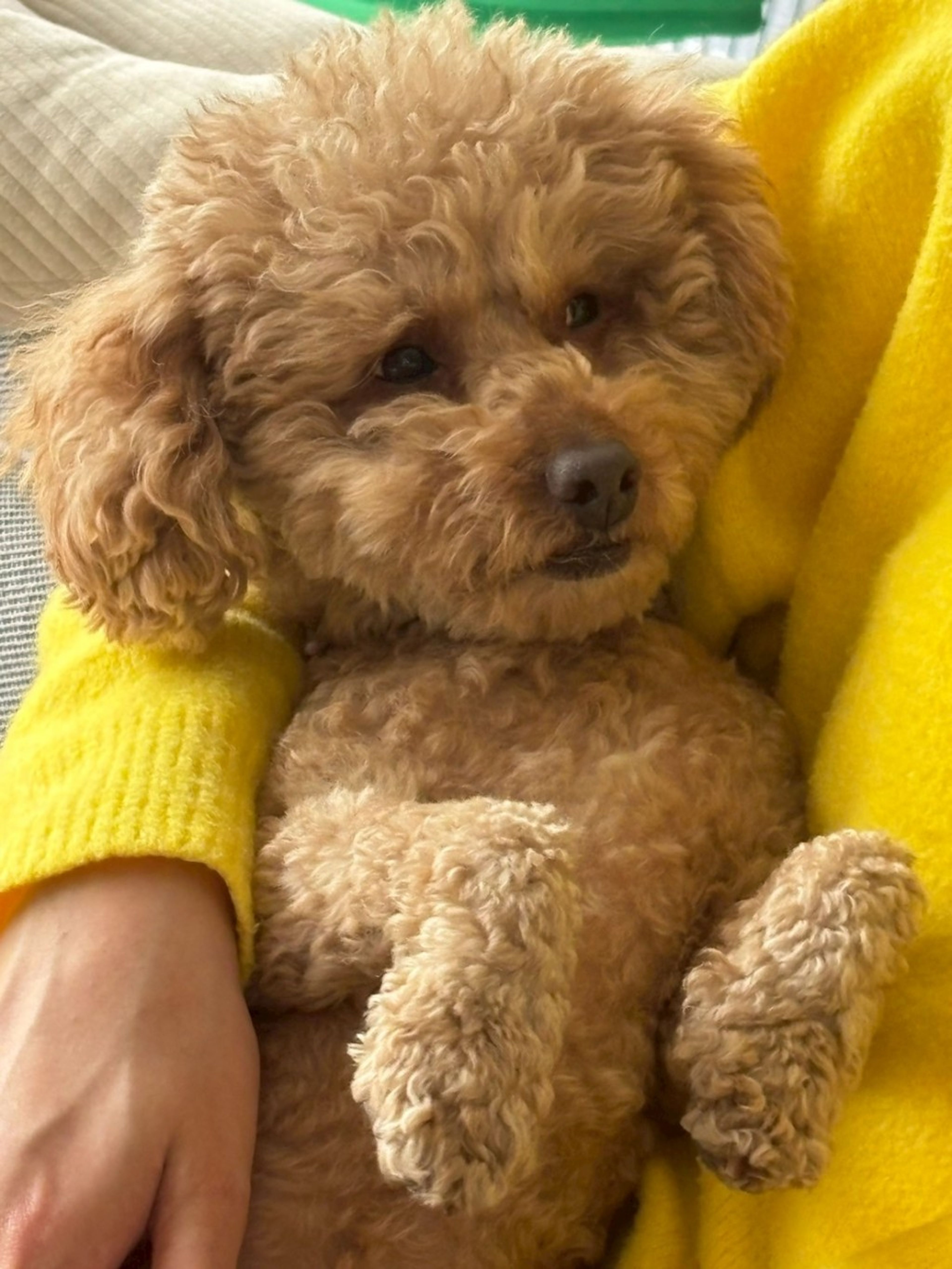 pet-image-8