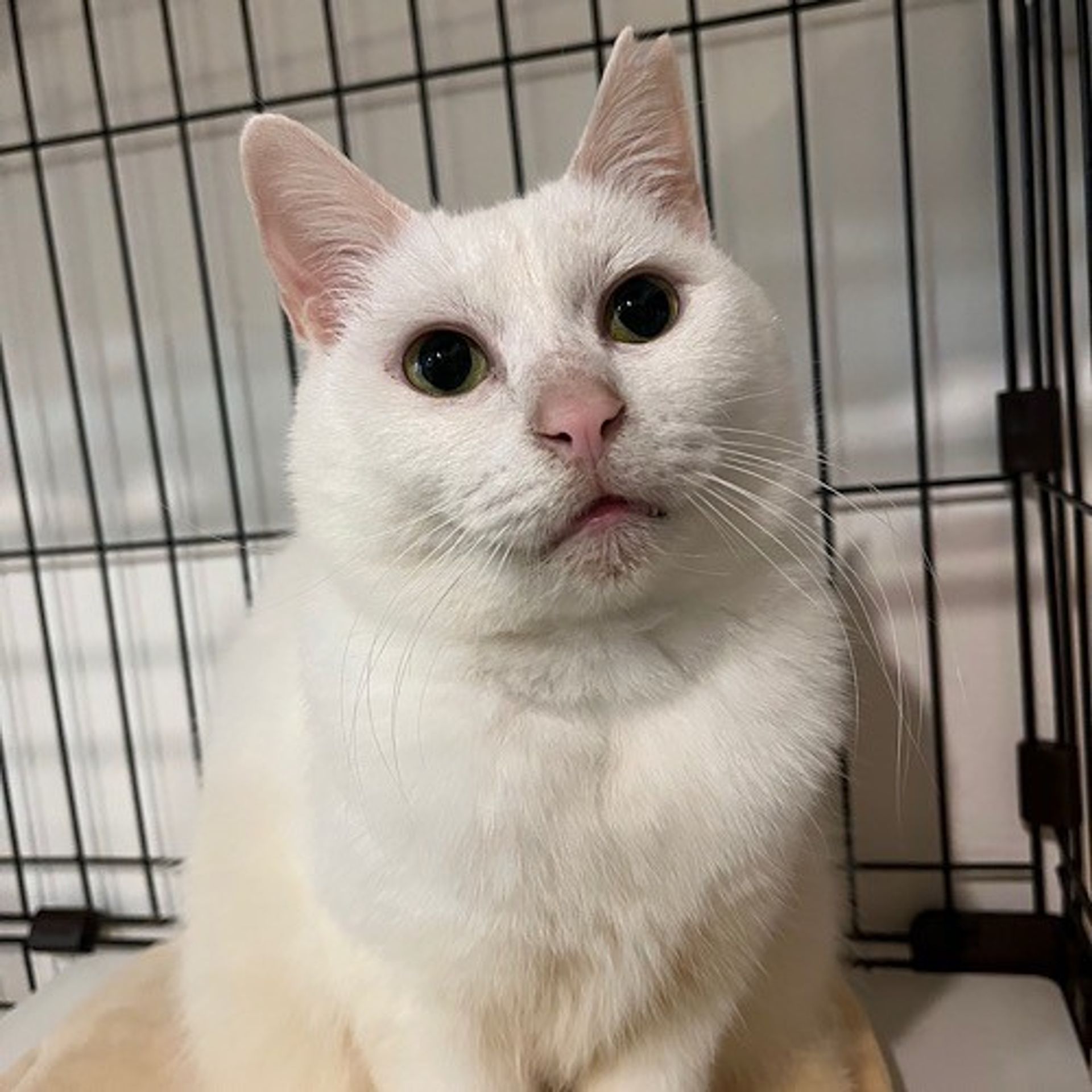 雑種（ミックス猫）・メスの里親募集の写真