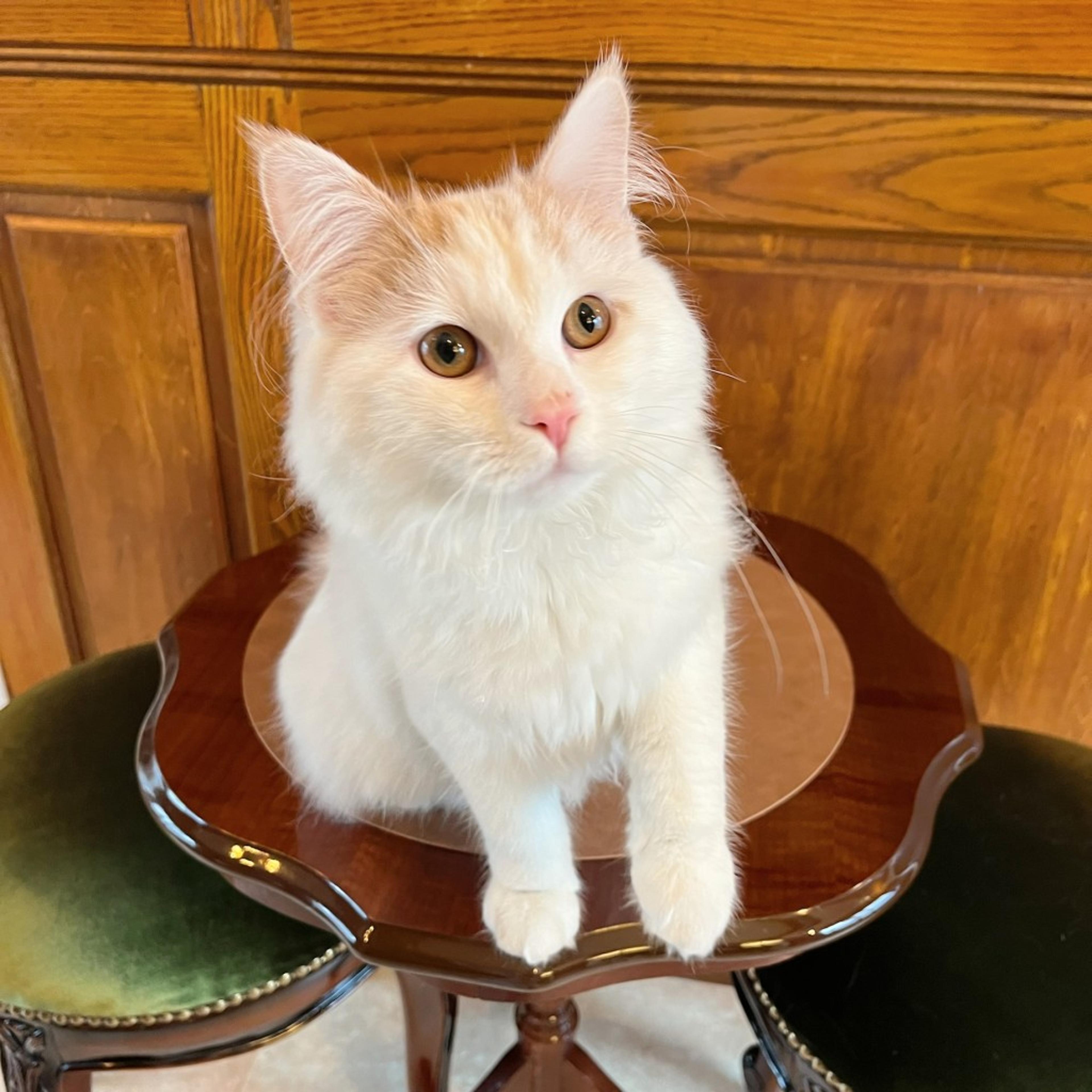 pet-image-6