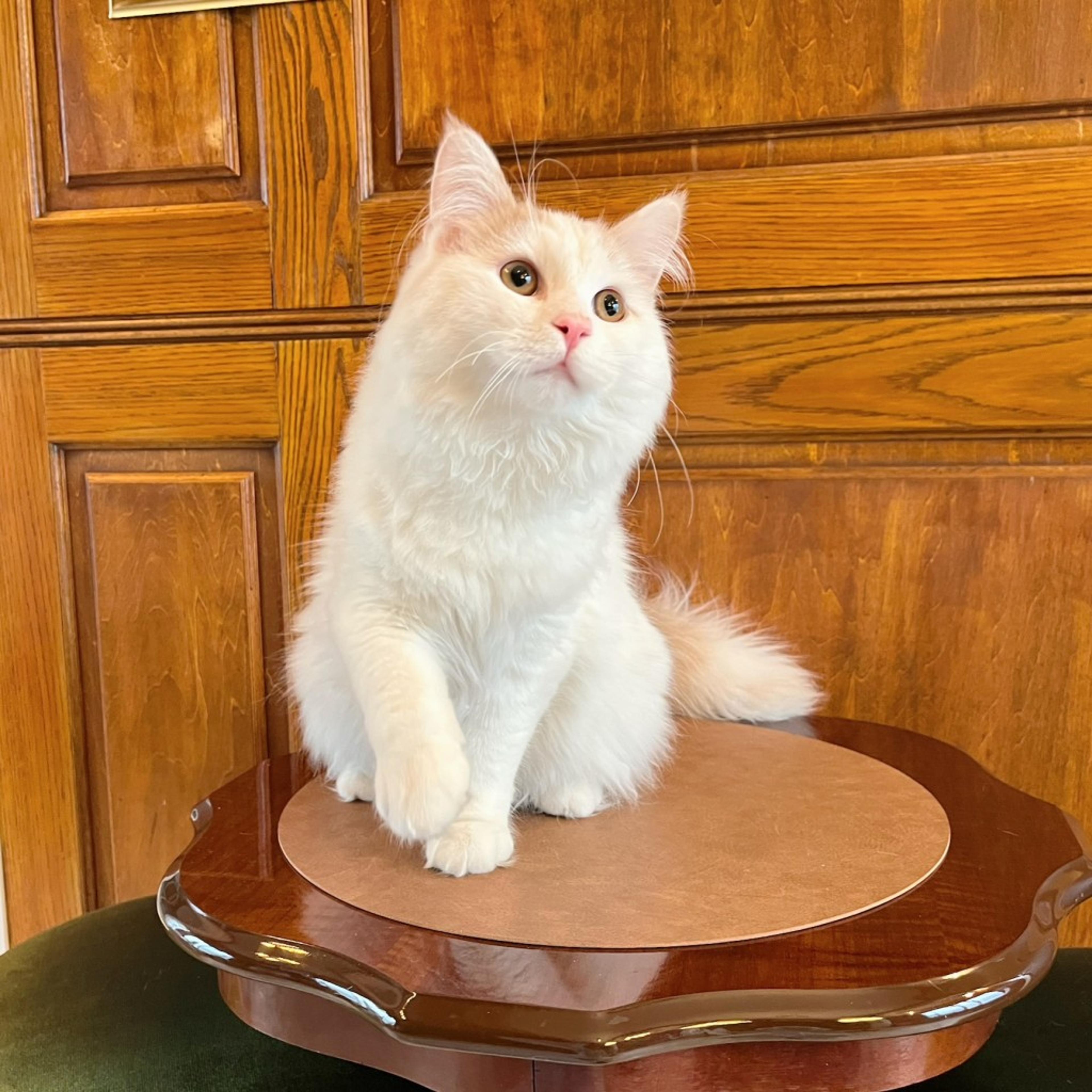 pet-image-7