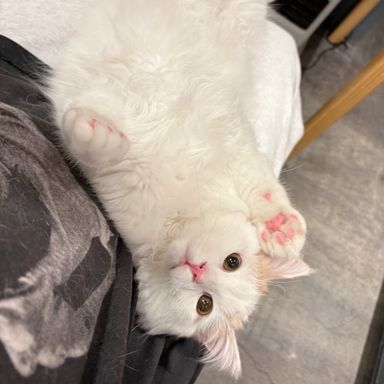 ラルフ