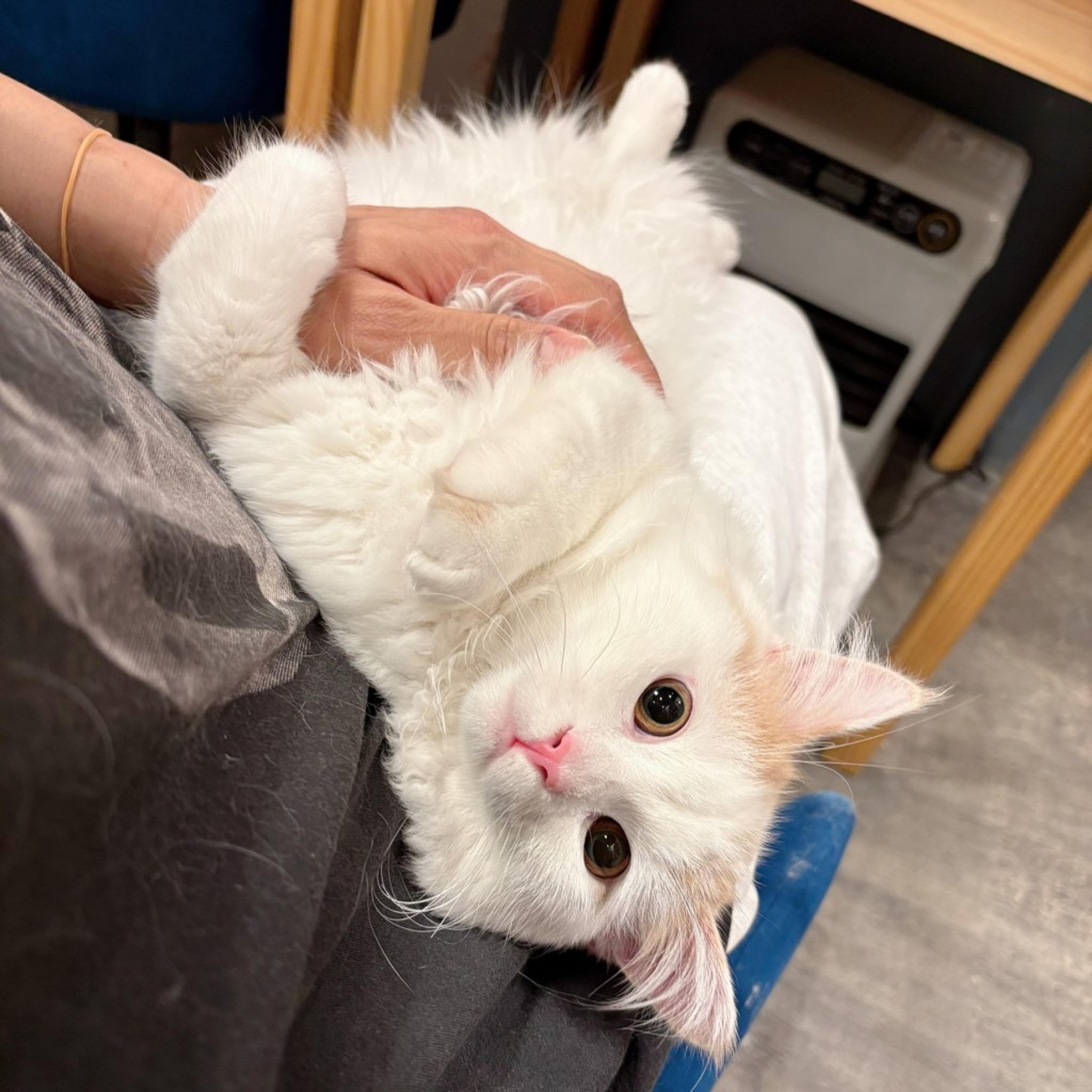 pet-image-3