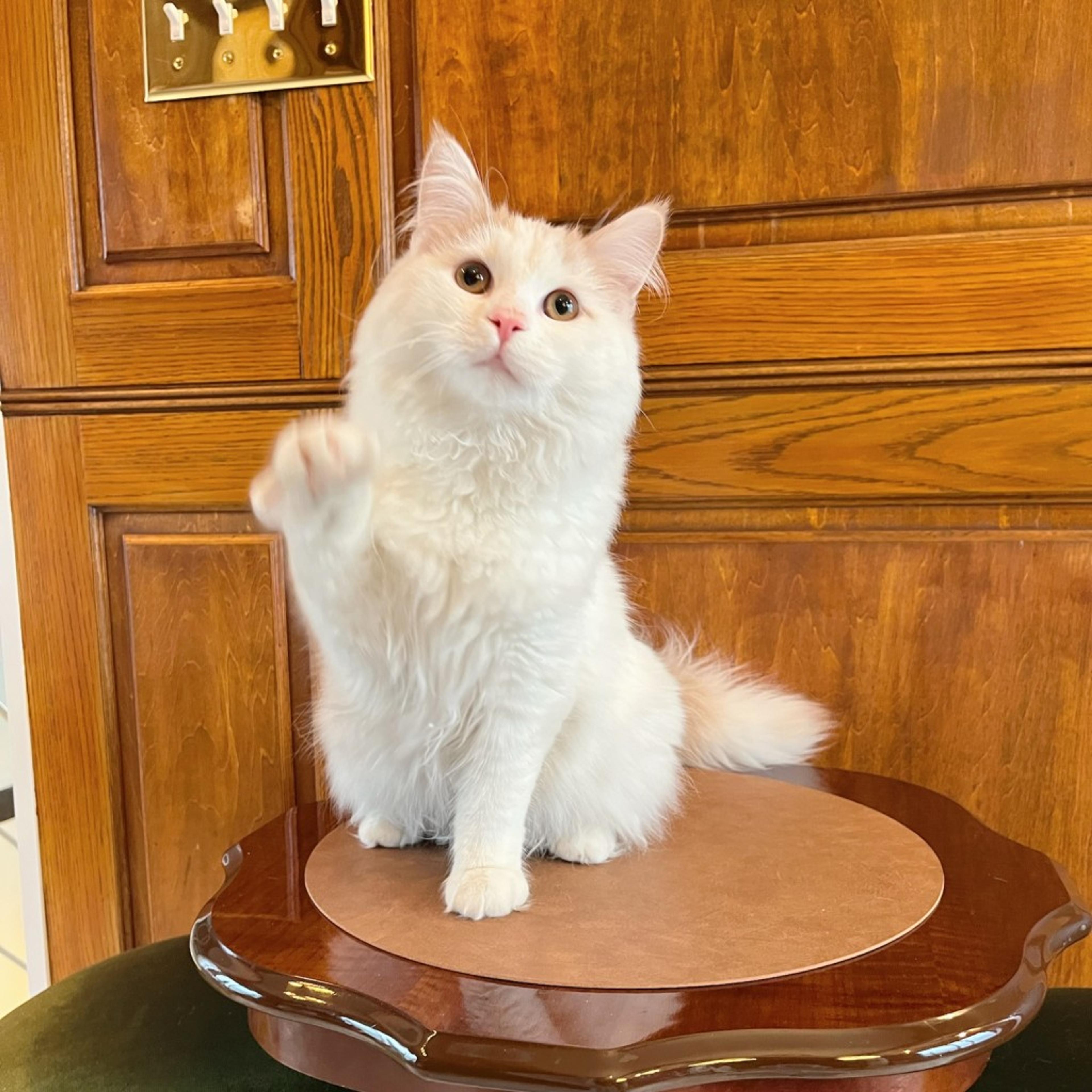 pet-image-2
