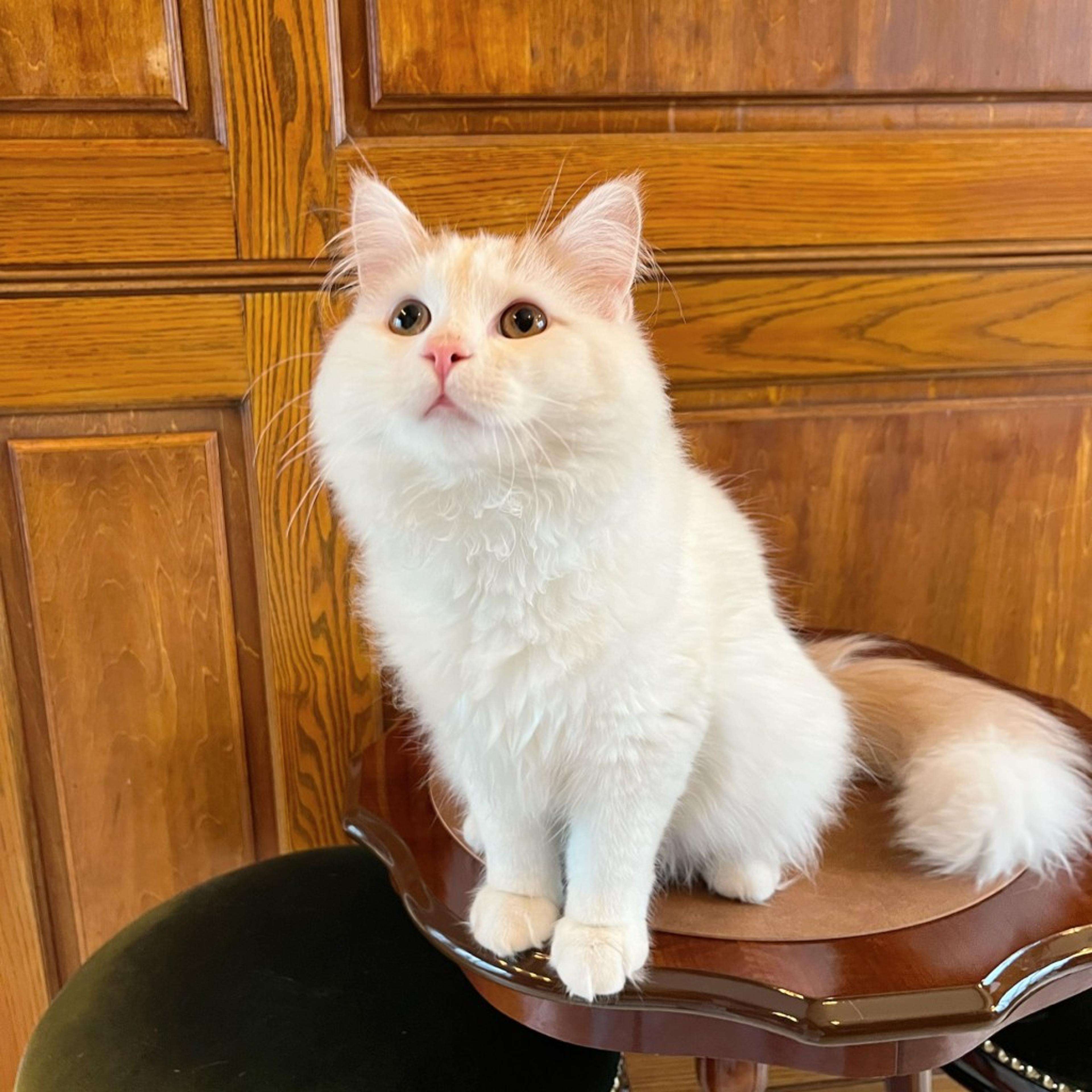 pet-image-4