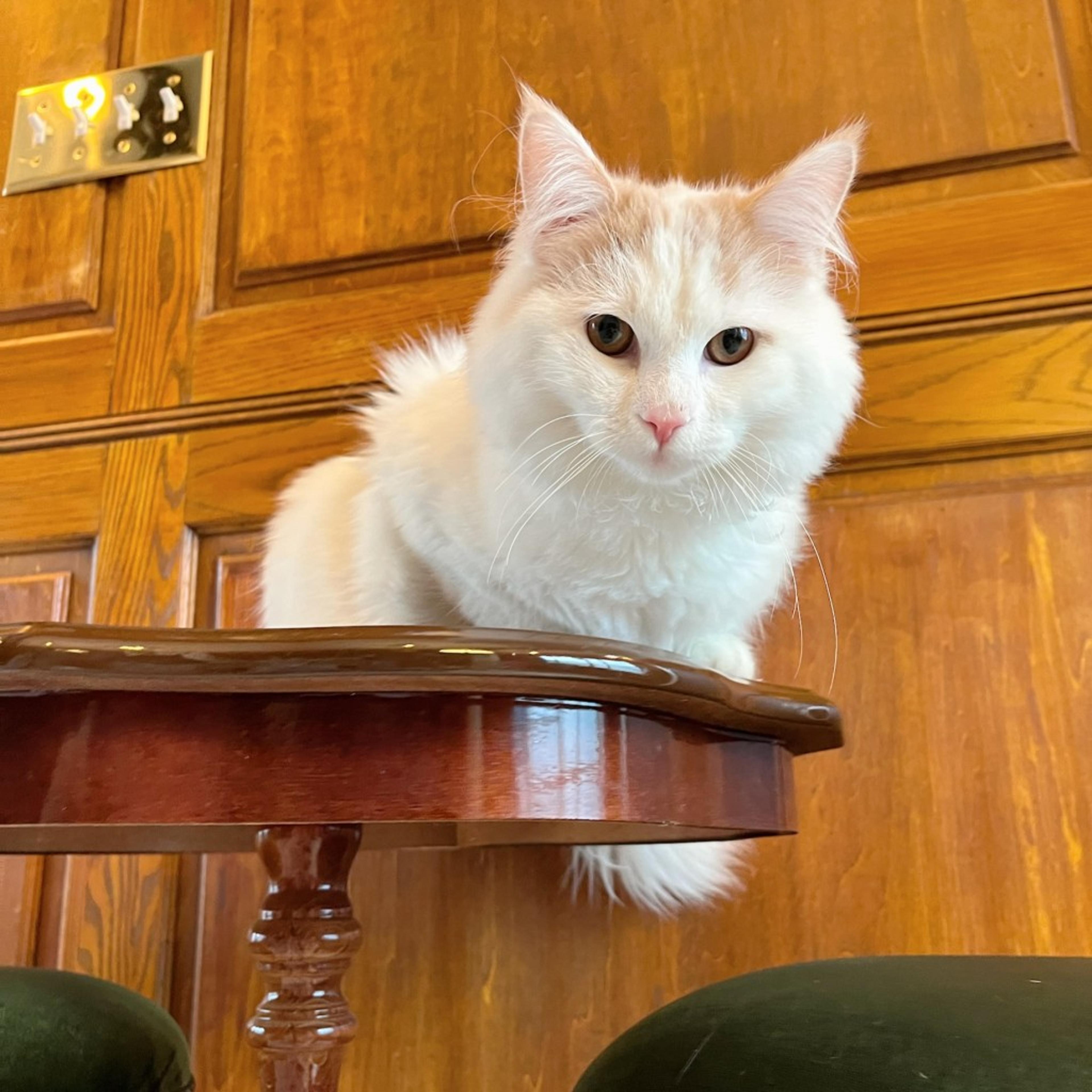 pet-image-8