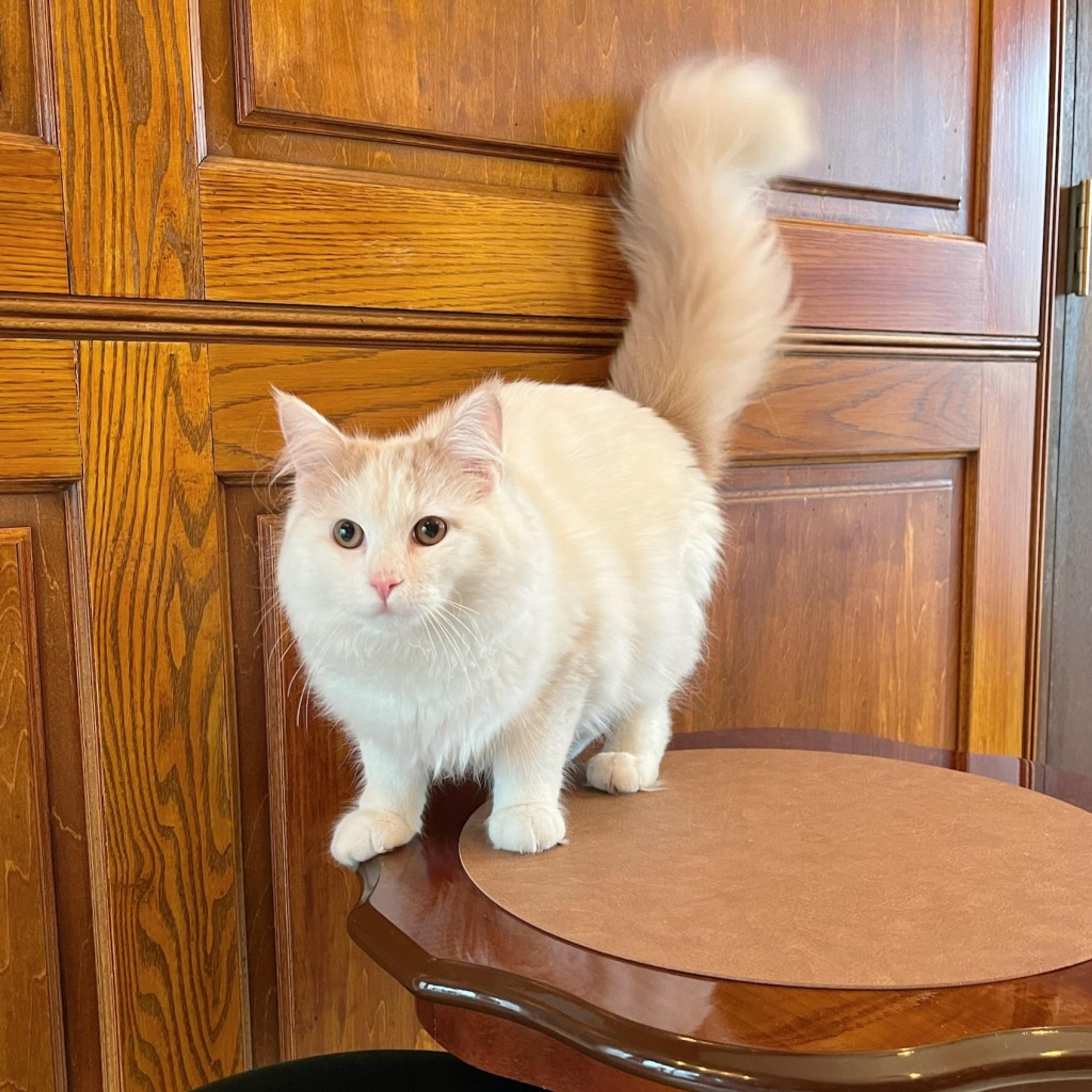pet-image-9