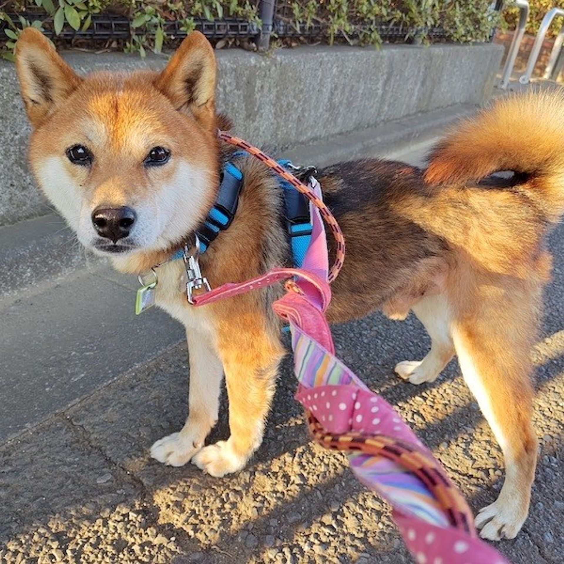 柴犬・オスの里親募集の写真