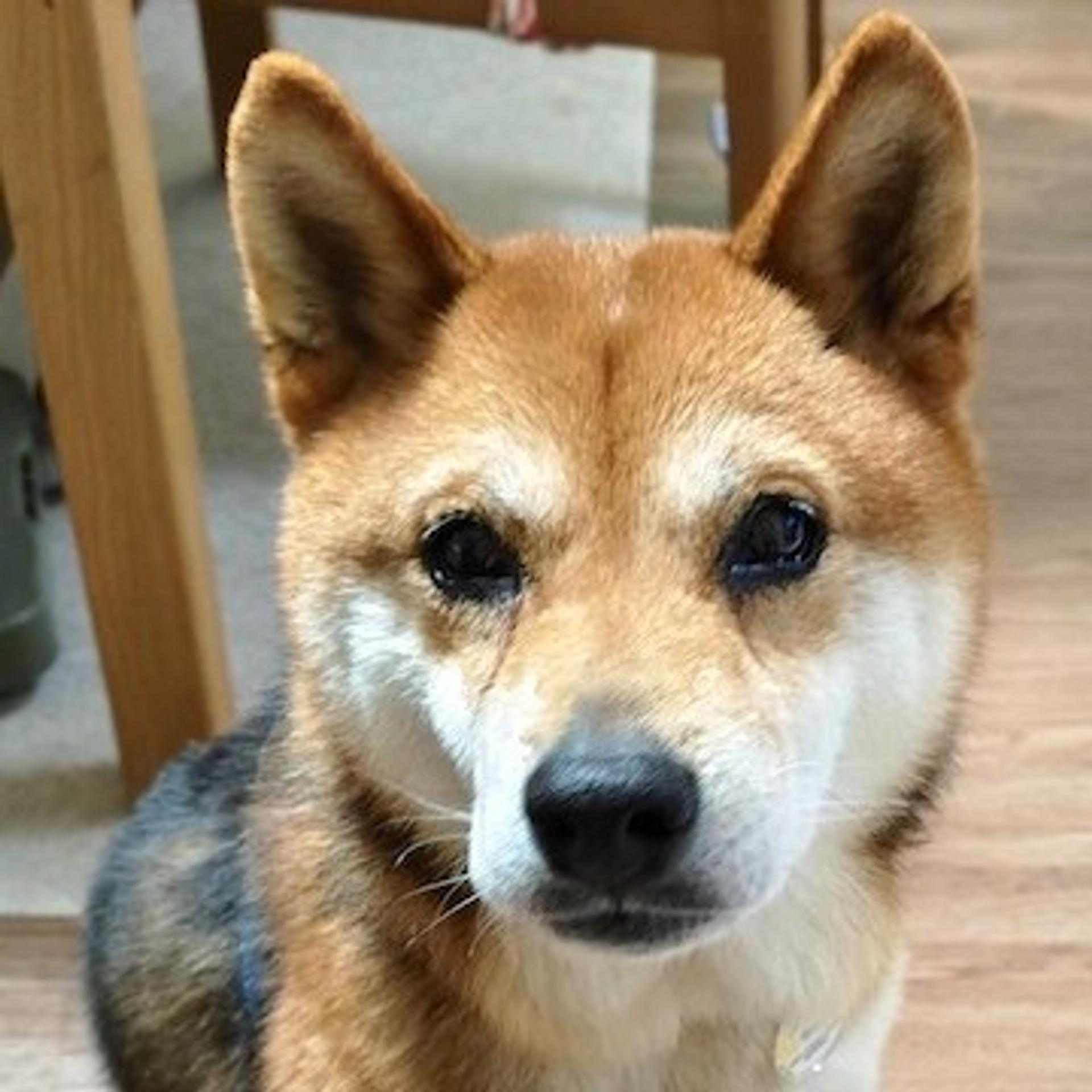 pet-image-4