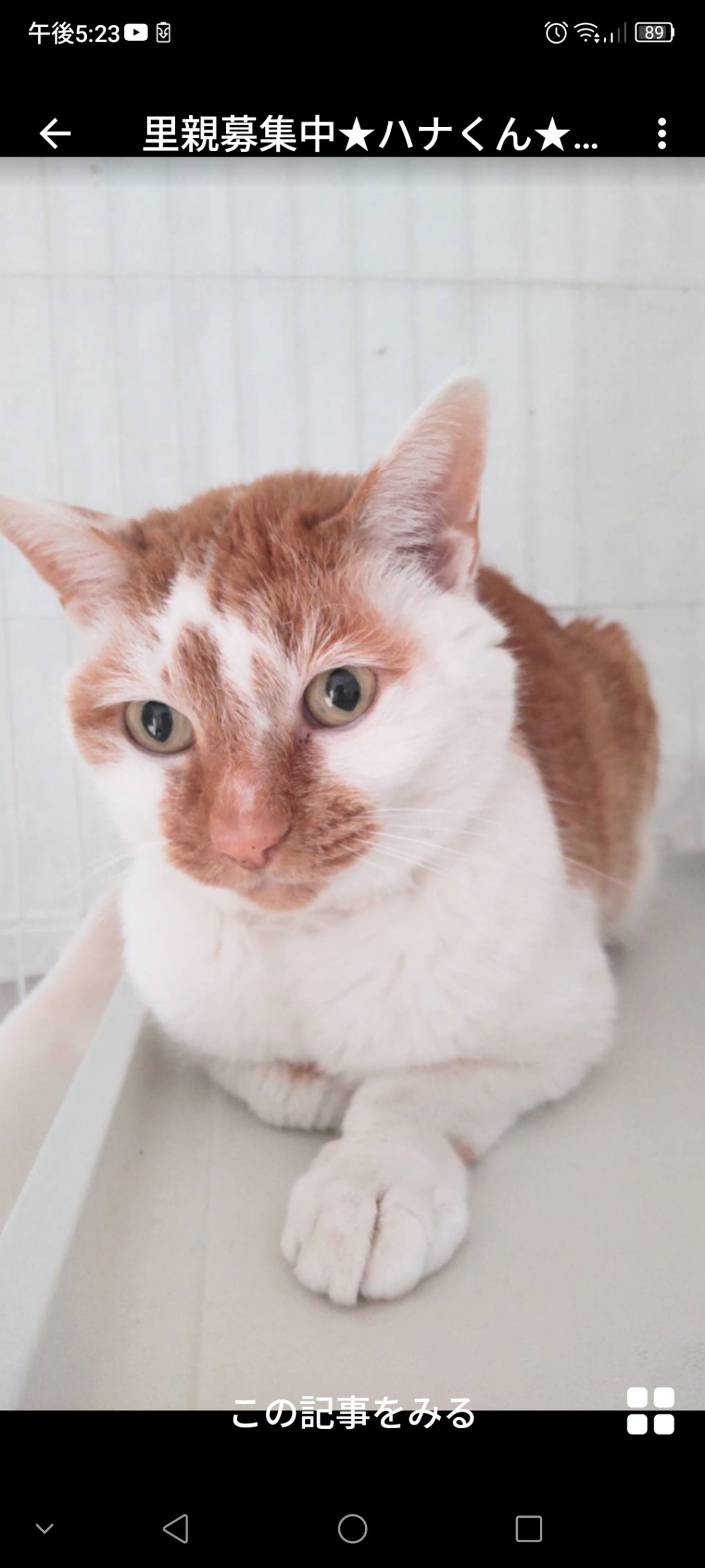 雑種（ミックス猫）・オスの里親募集の写真