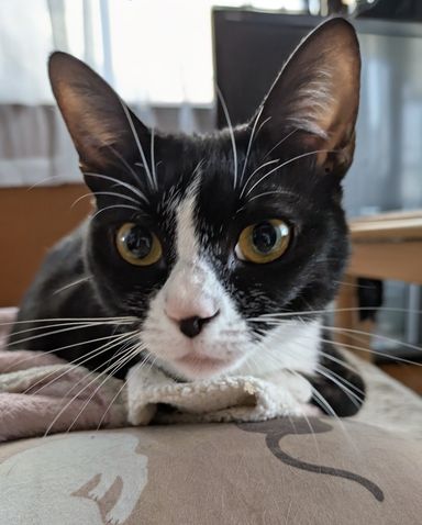 雑種（ミックス猫）・メスの里親募集の写真