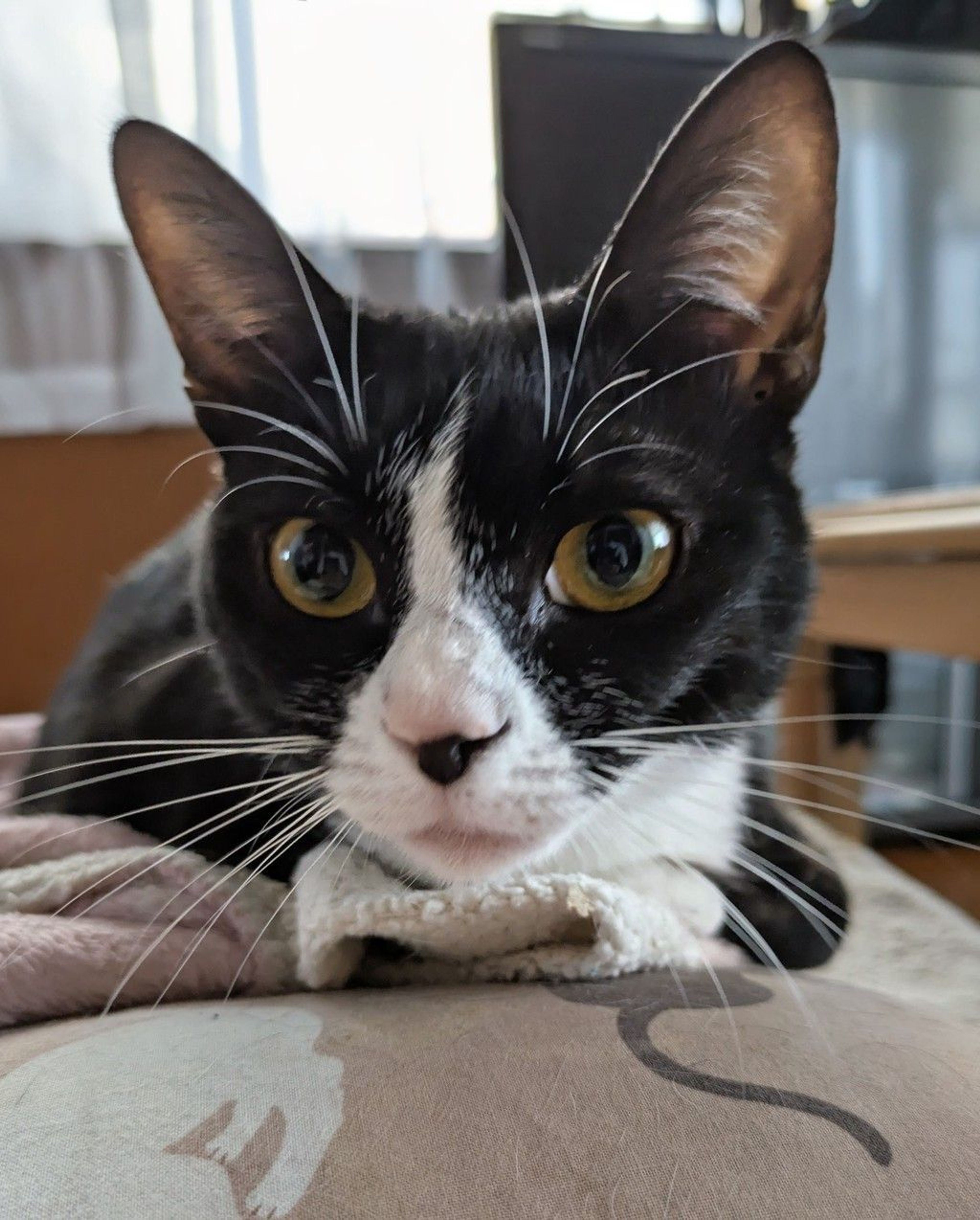 雑種（ミックス猫）・メスの里親募集の写真