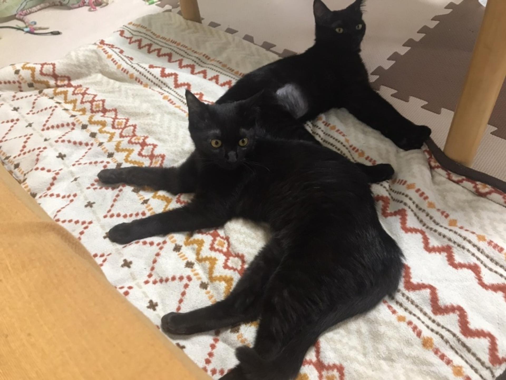 pet-image-3