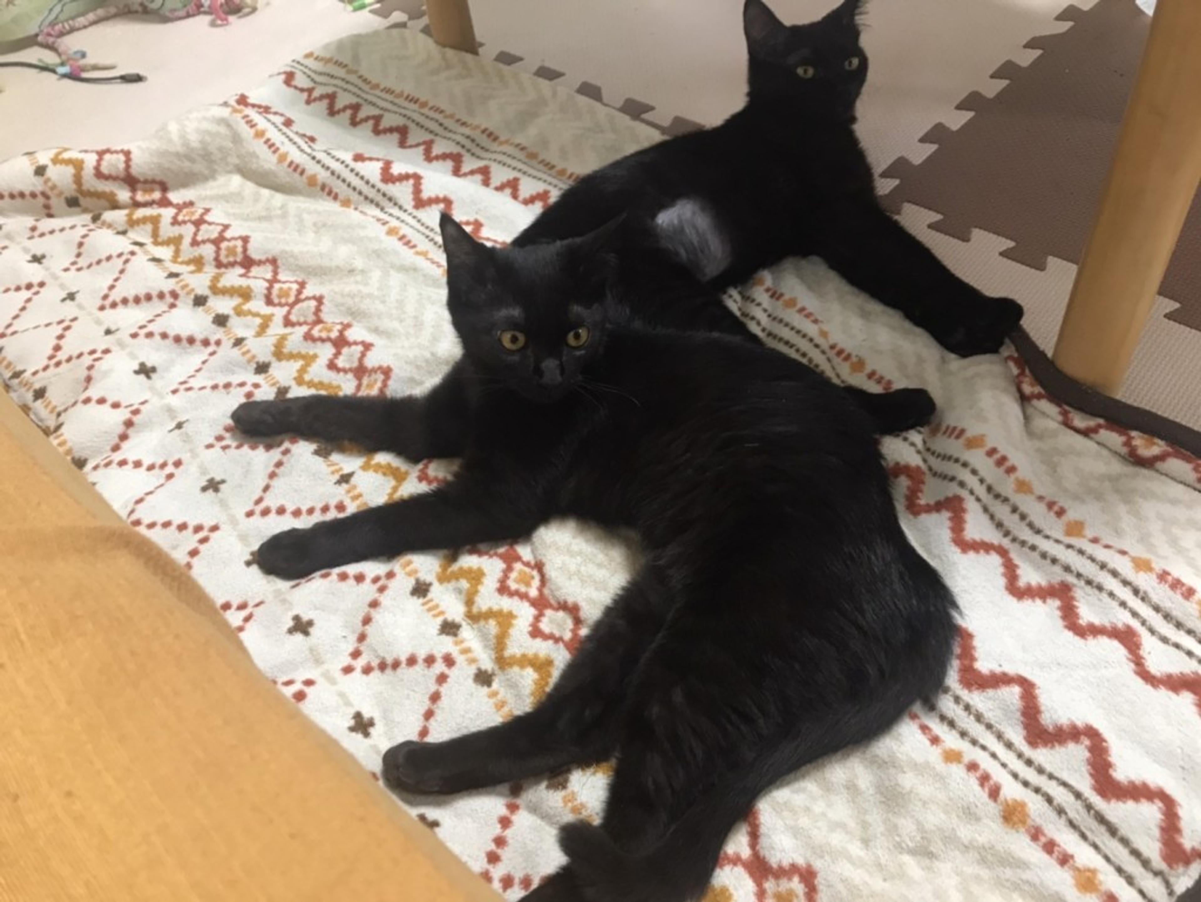 pet-image-3