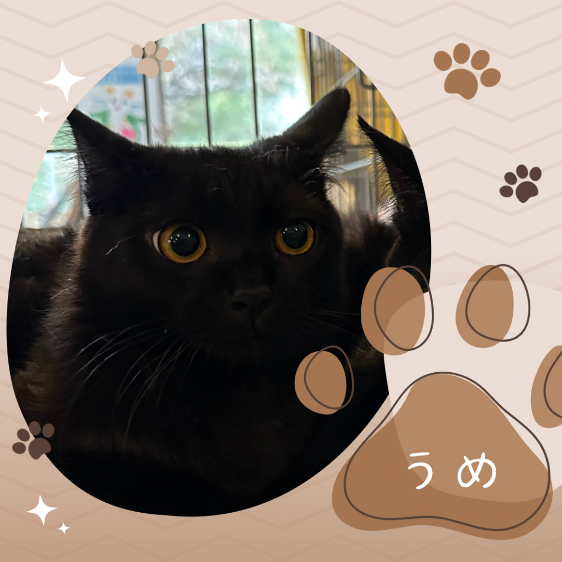 雑種（ミックス猫）・メスの里親募集の写真