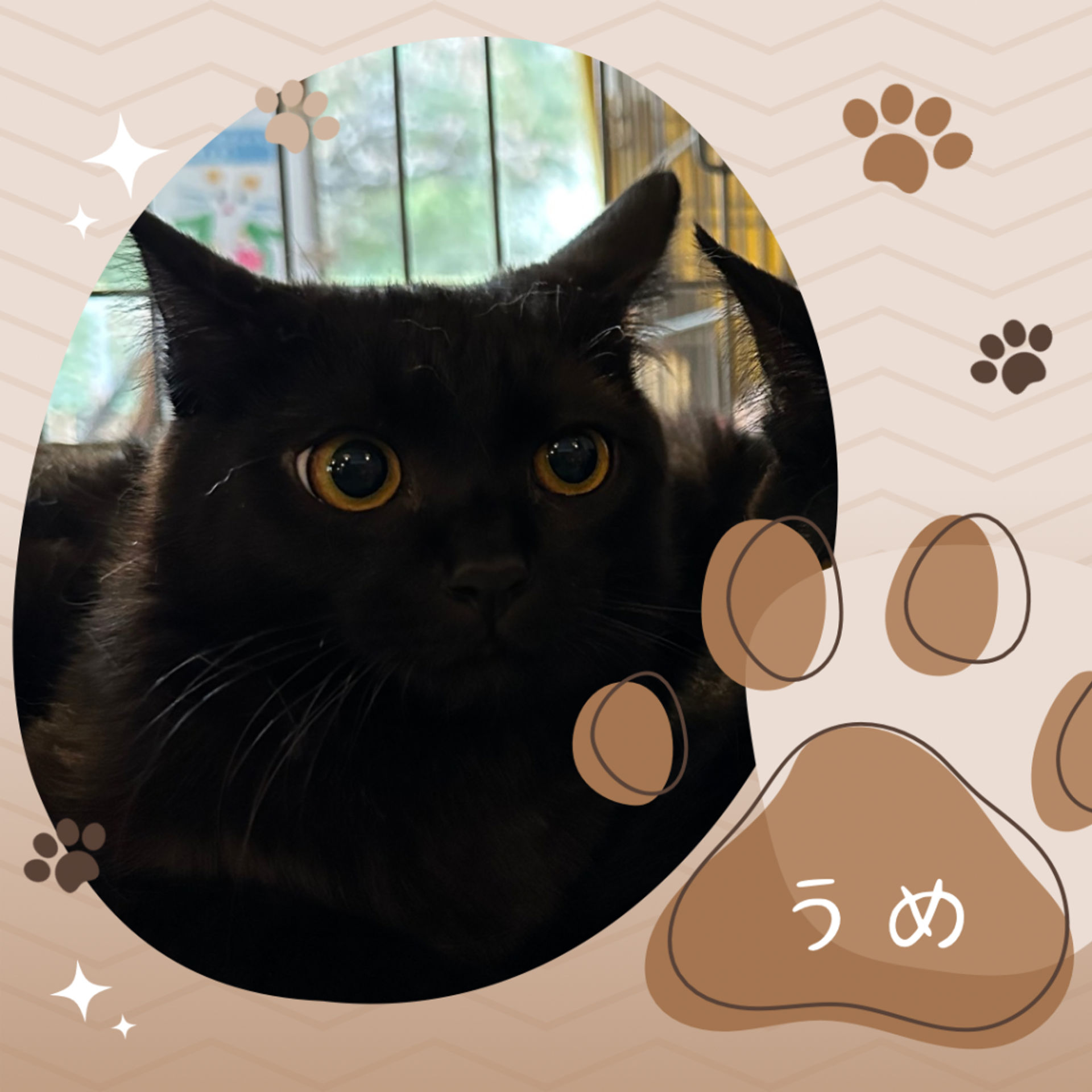 雑種（ミックス猫）・メスの里親募集の写真