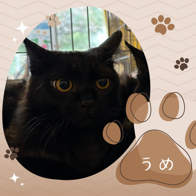 梅