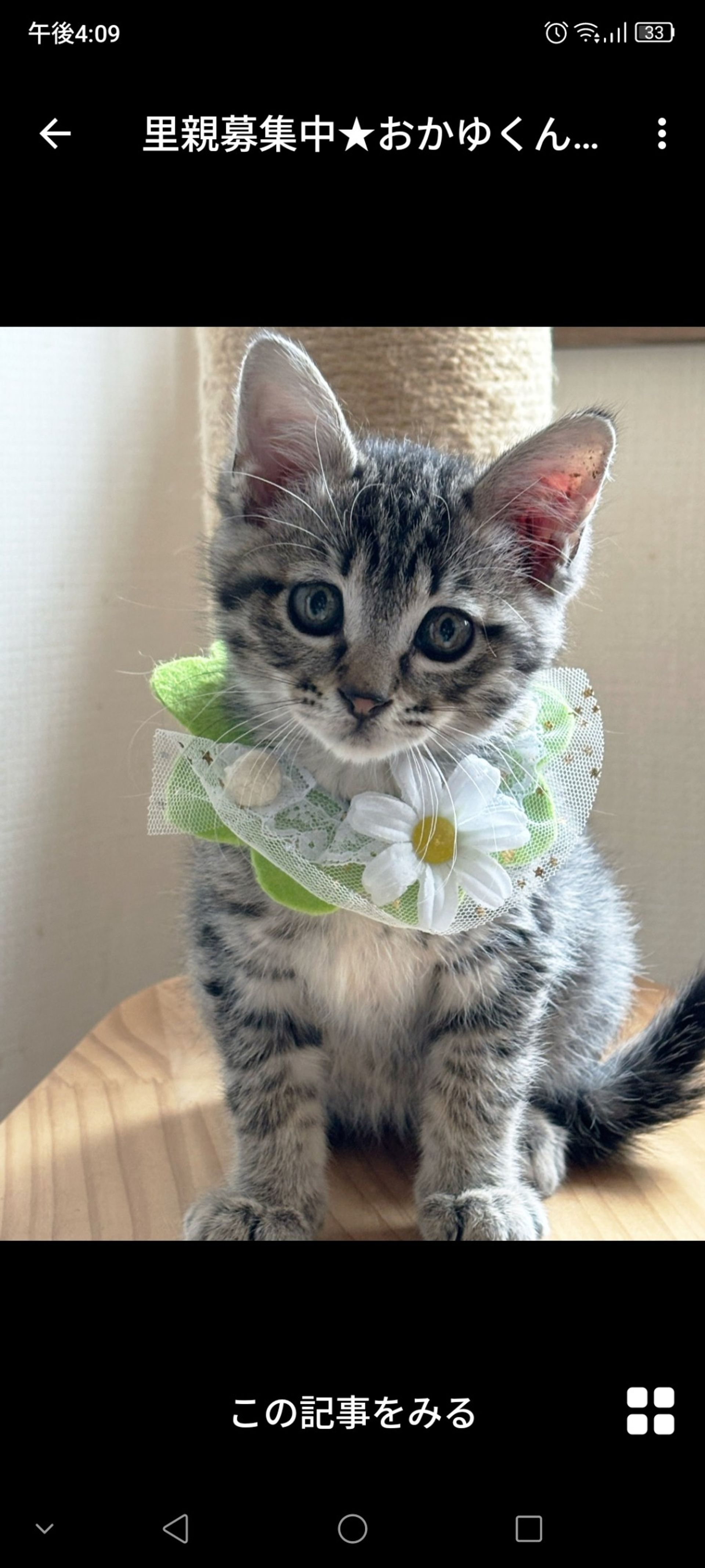 雑種（ミックス猫）・オスの里親募集の写真
