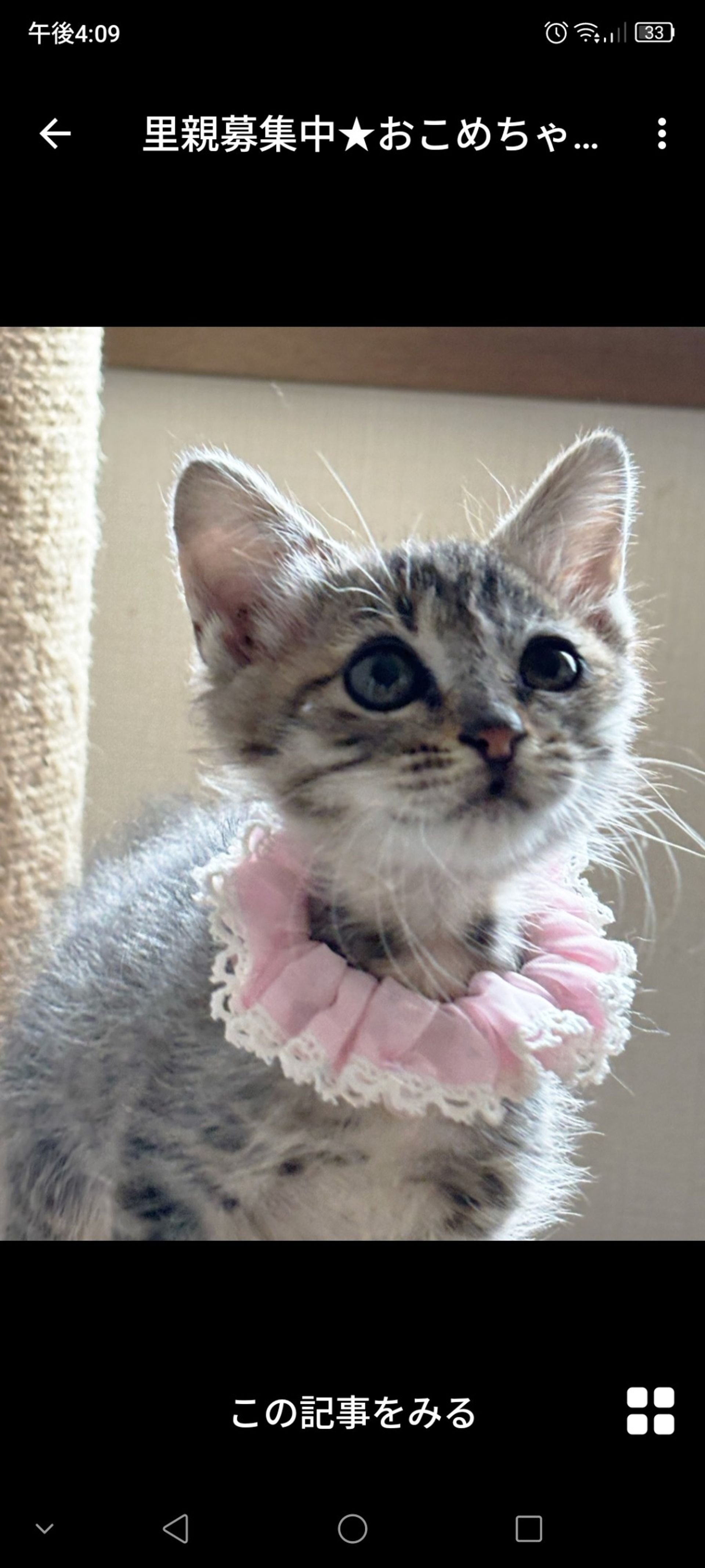 雑種（ミックス猫）・メスの里親募集の写真