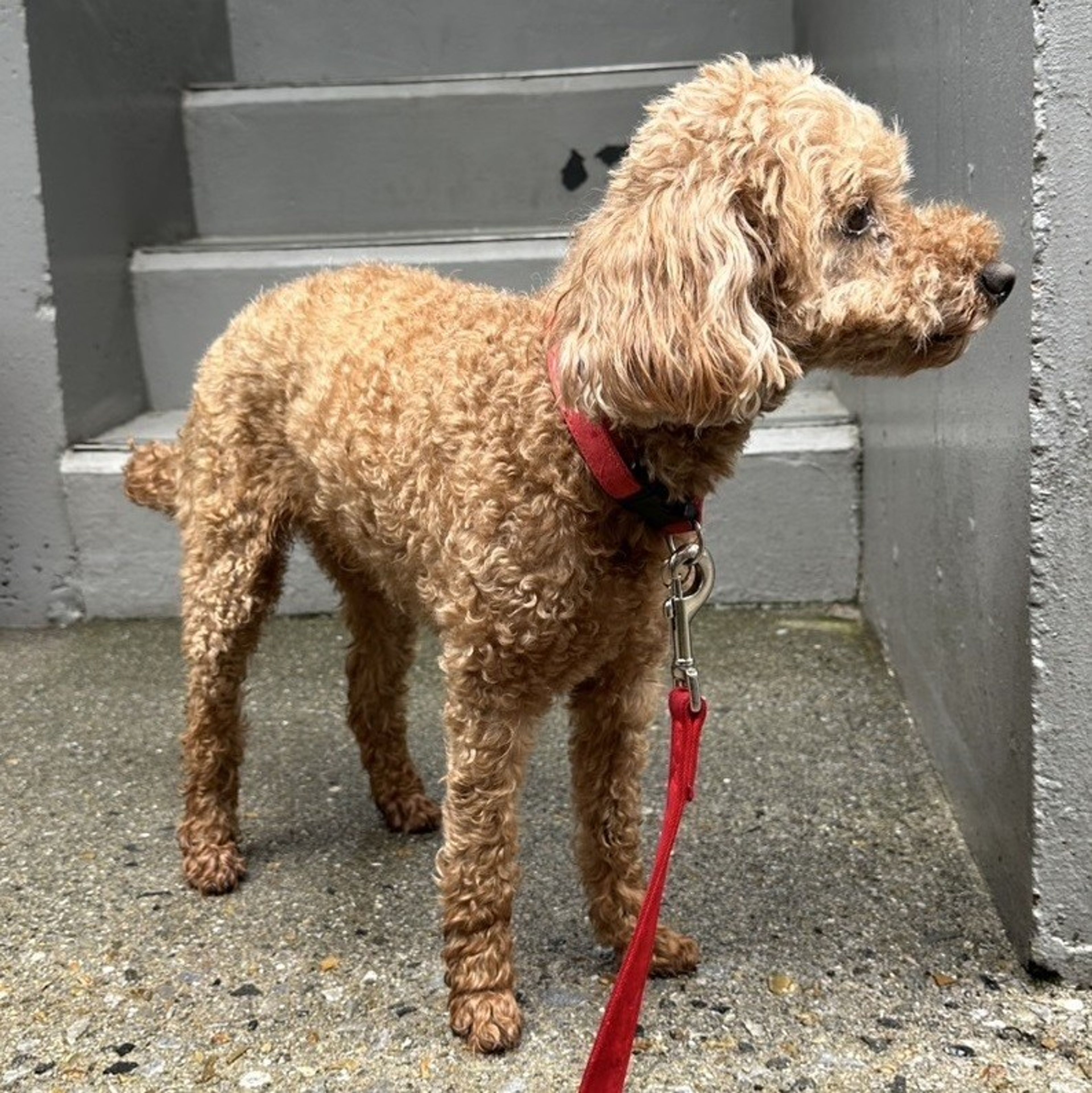 pet-image-2