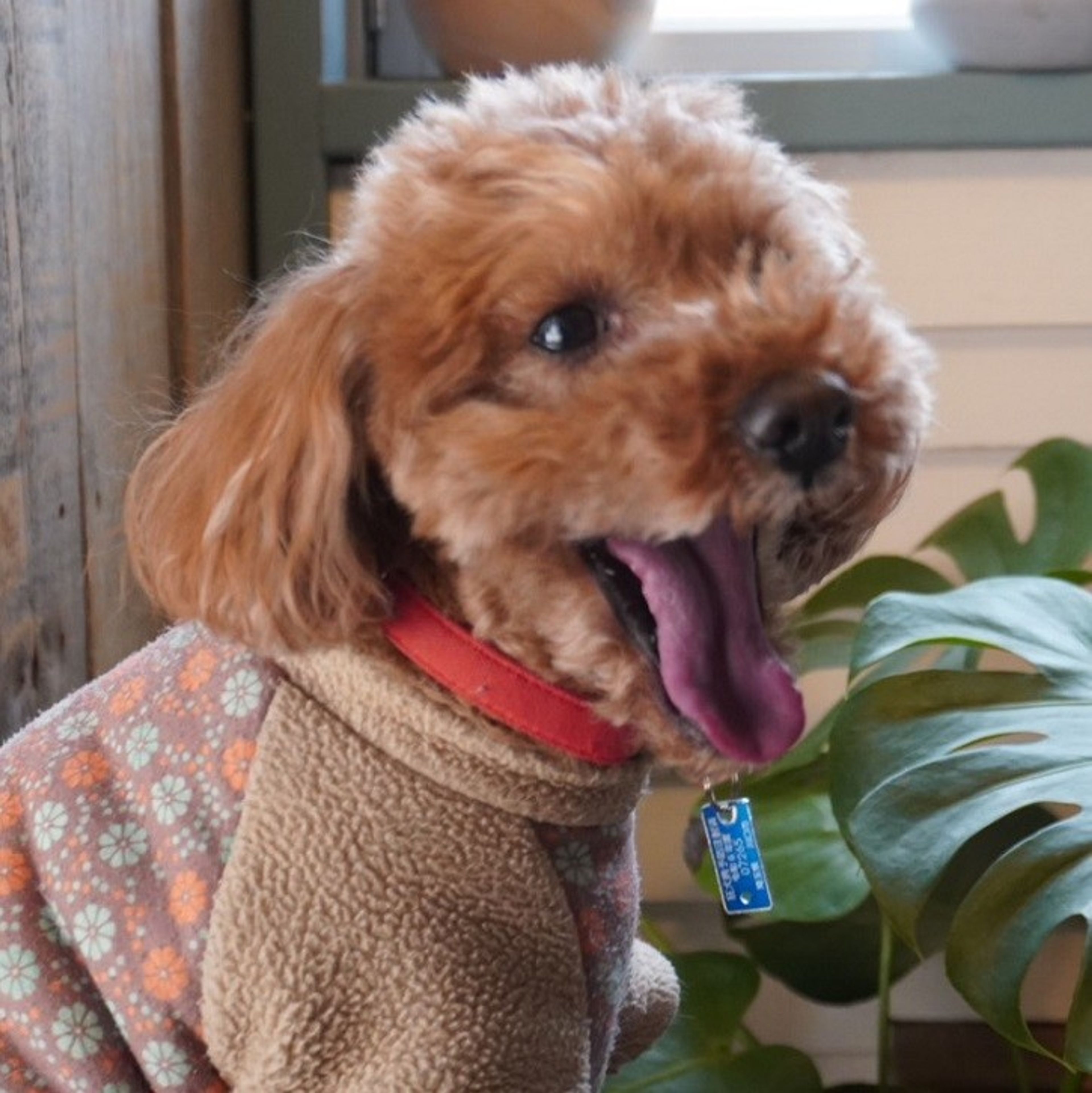 pet-image-3