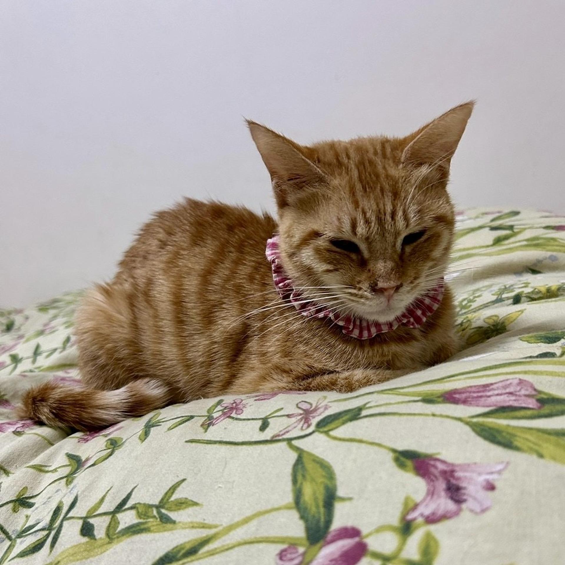 pet-image-3