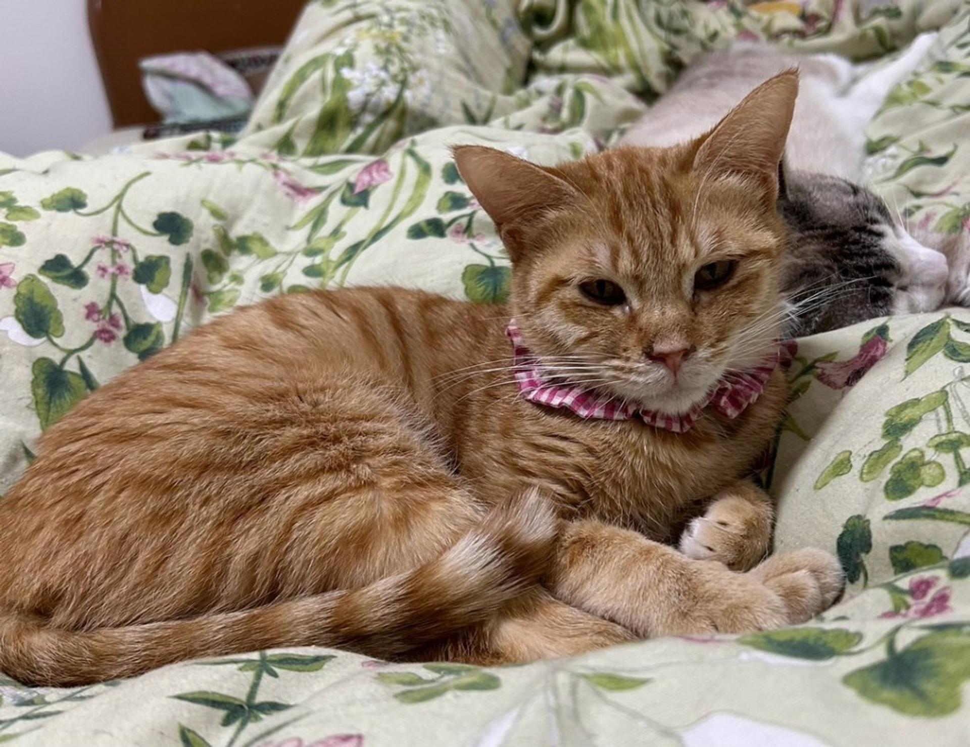 pet-image-4