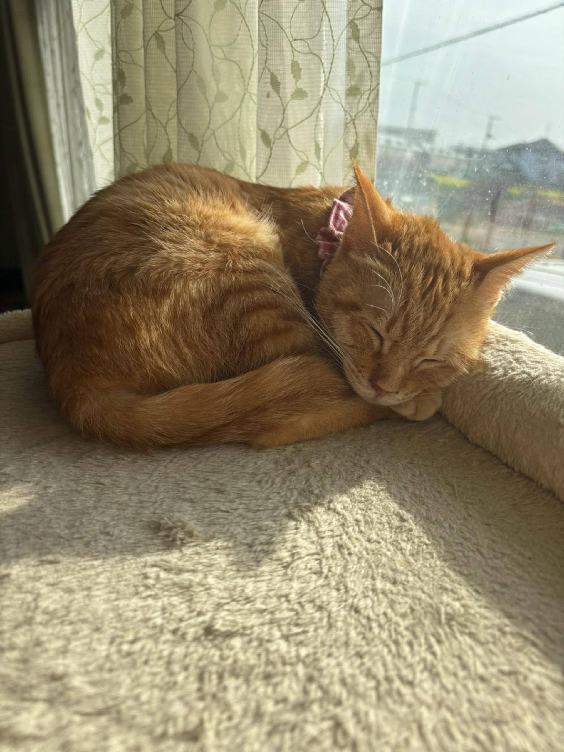 pet-image-5