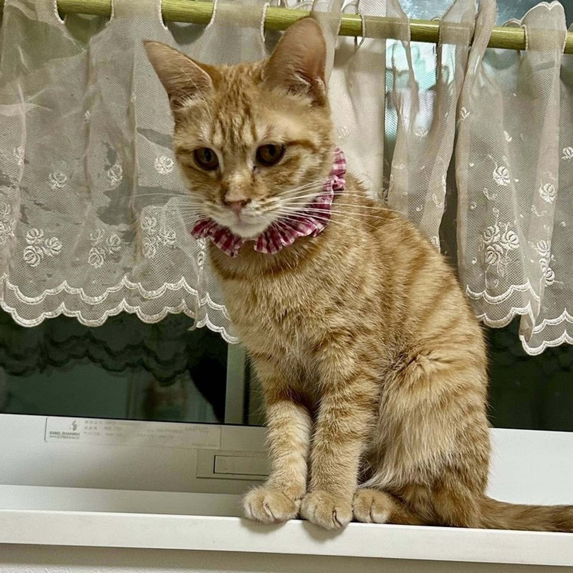 雑種（ミックス猫）・メスの里親募集の写真