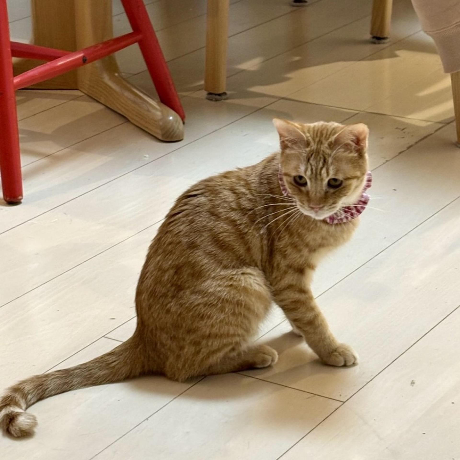 pet-image-2