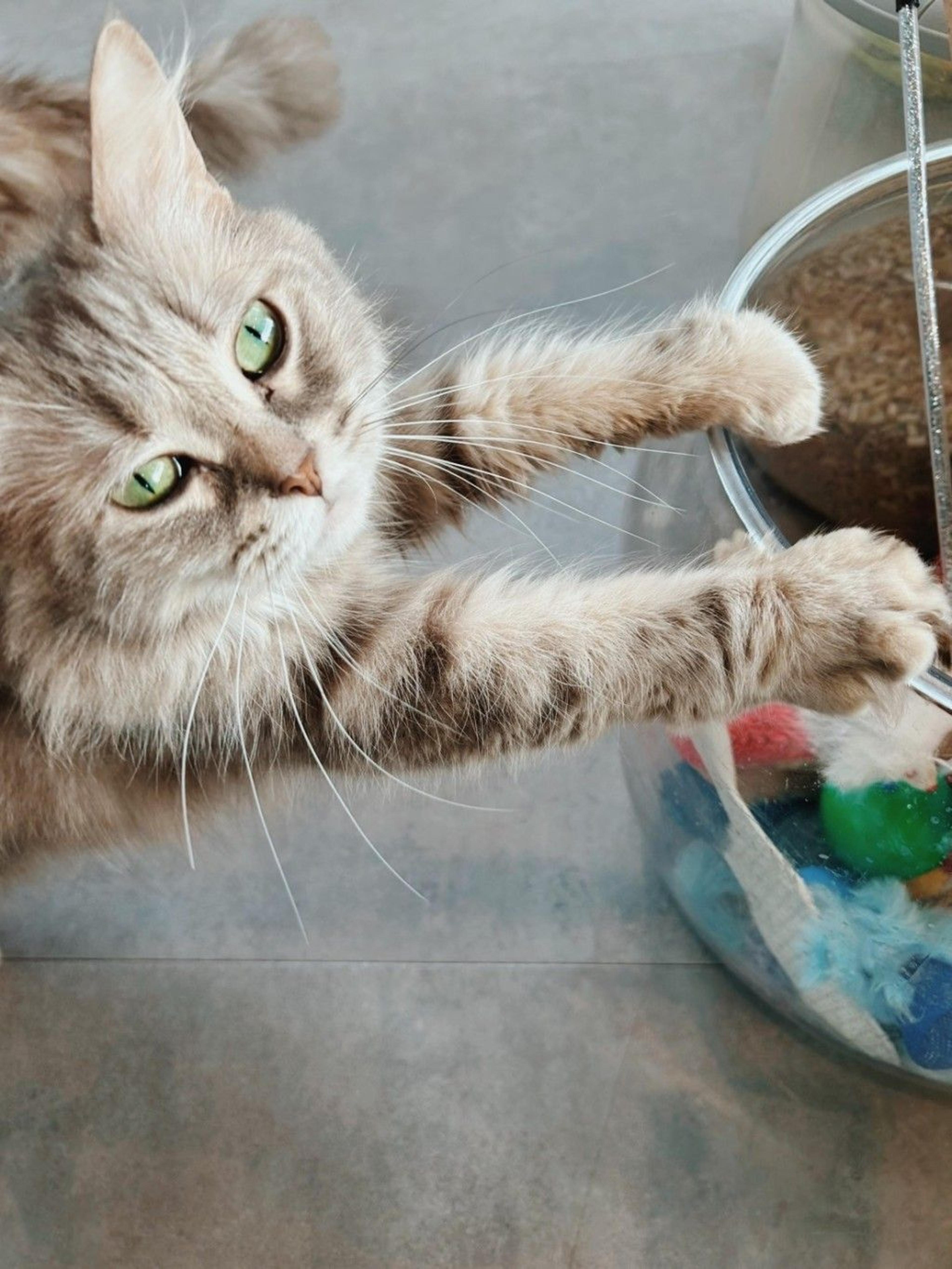 pet-image-4