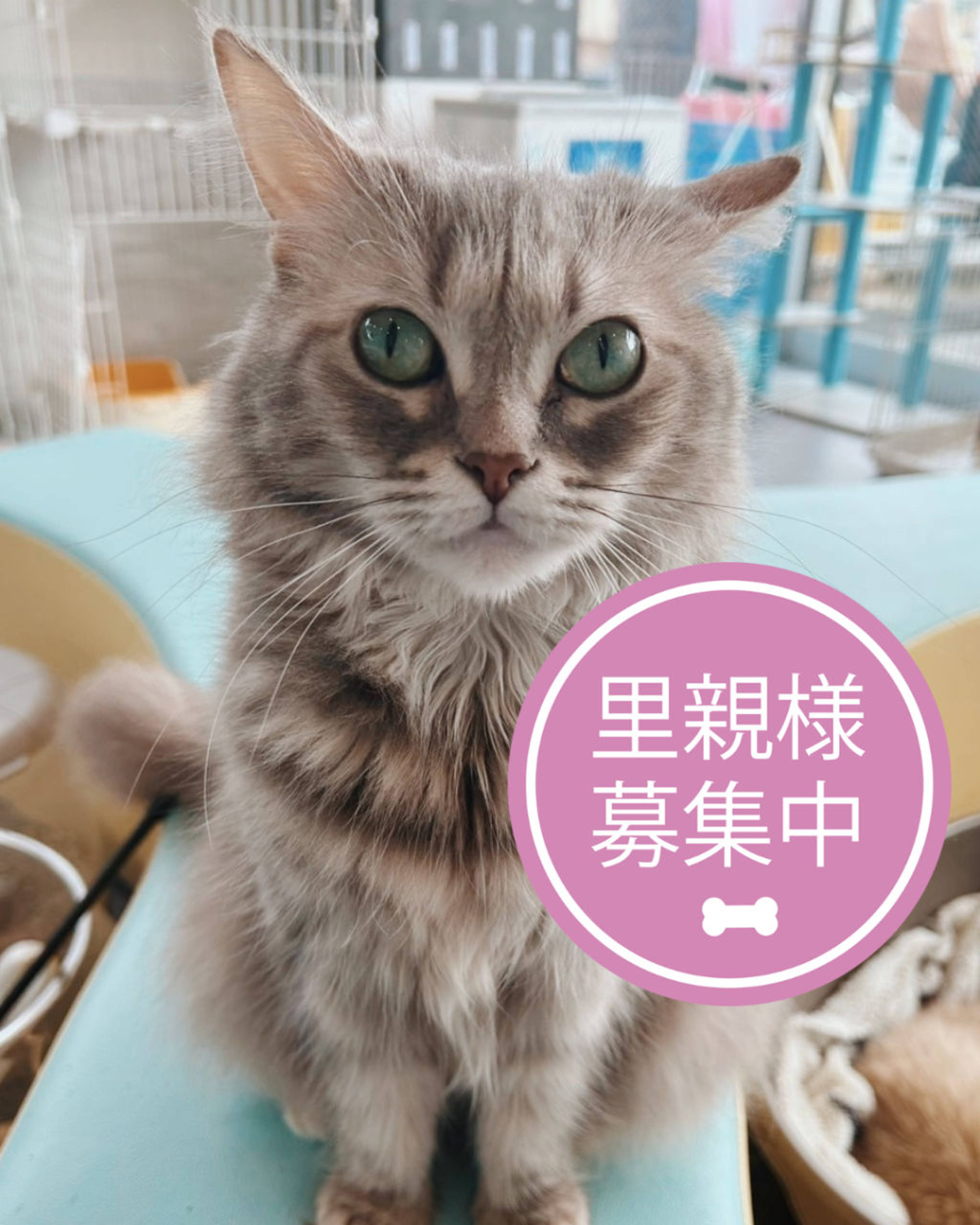 サイベリアン・メスの里親募集の写真