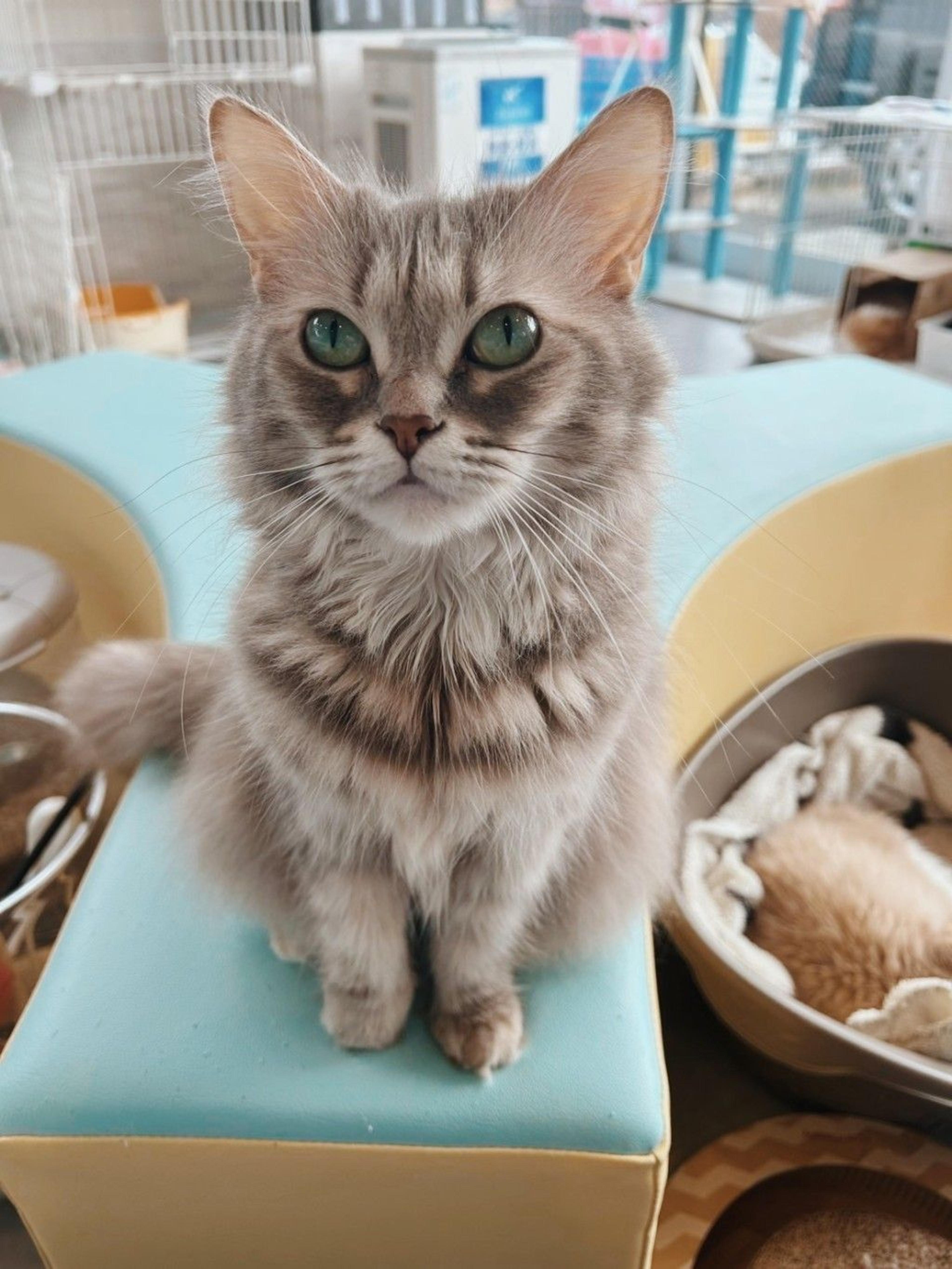 pet-image-2