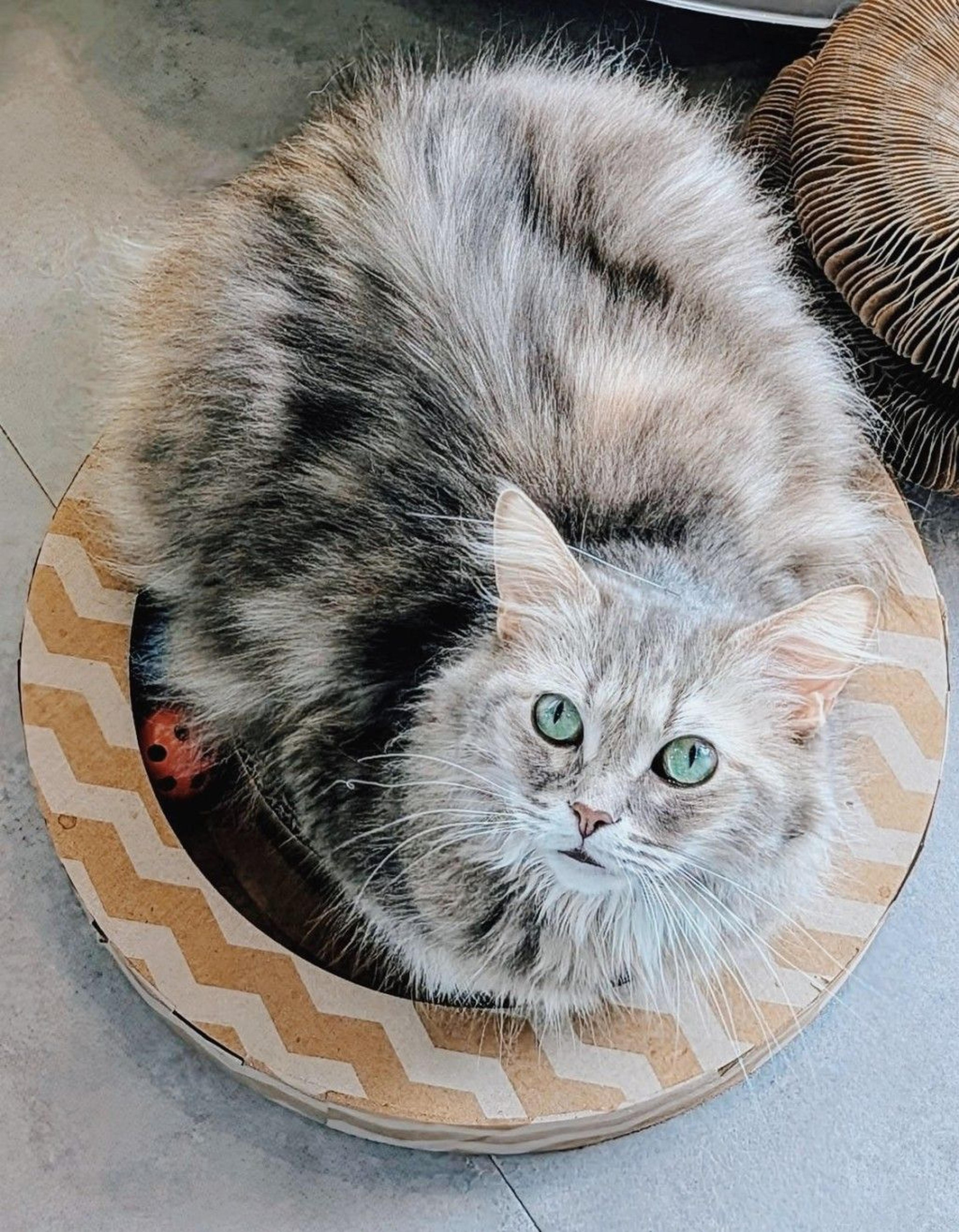 pet-image-5