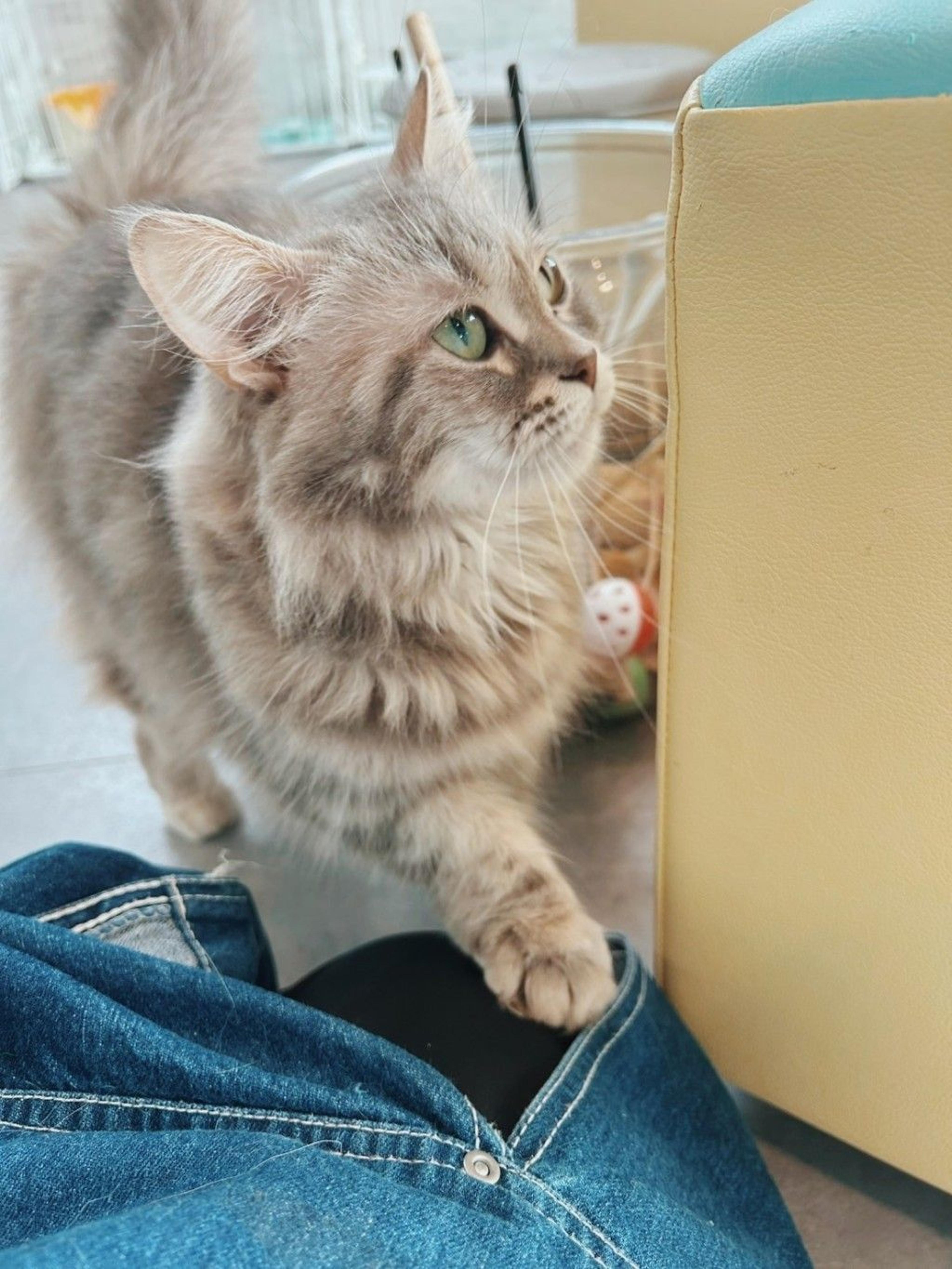 pet-image-3