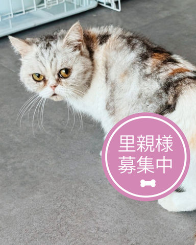 ザズー