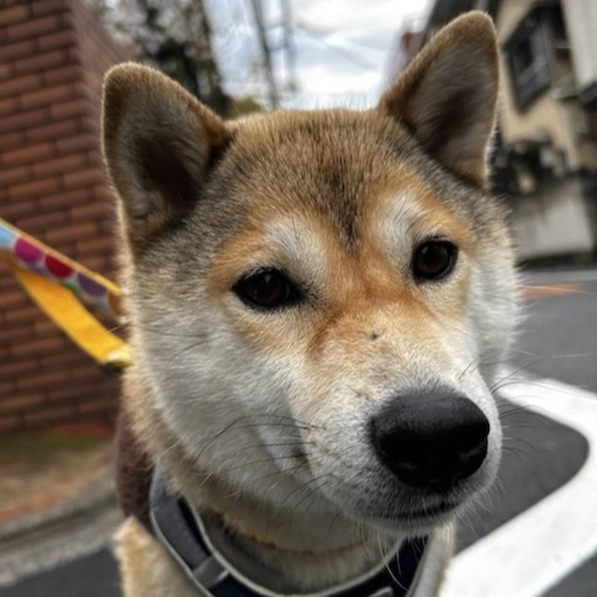 雑種（ミックス犬）・メスの里親募集の写真
