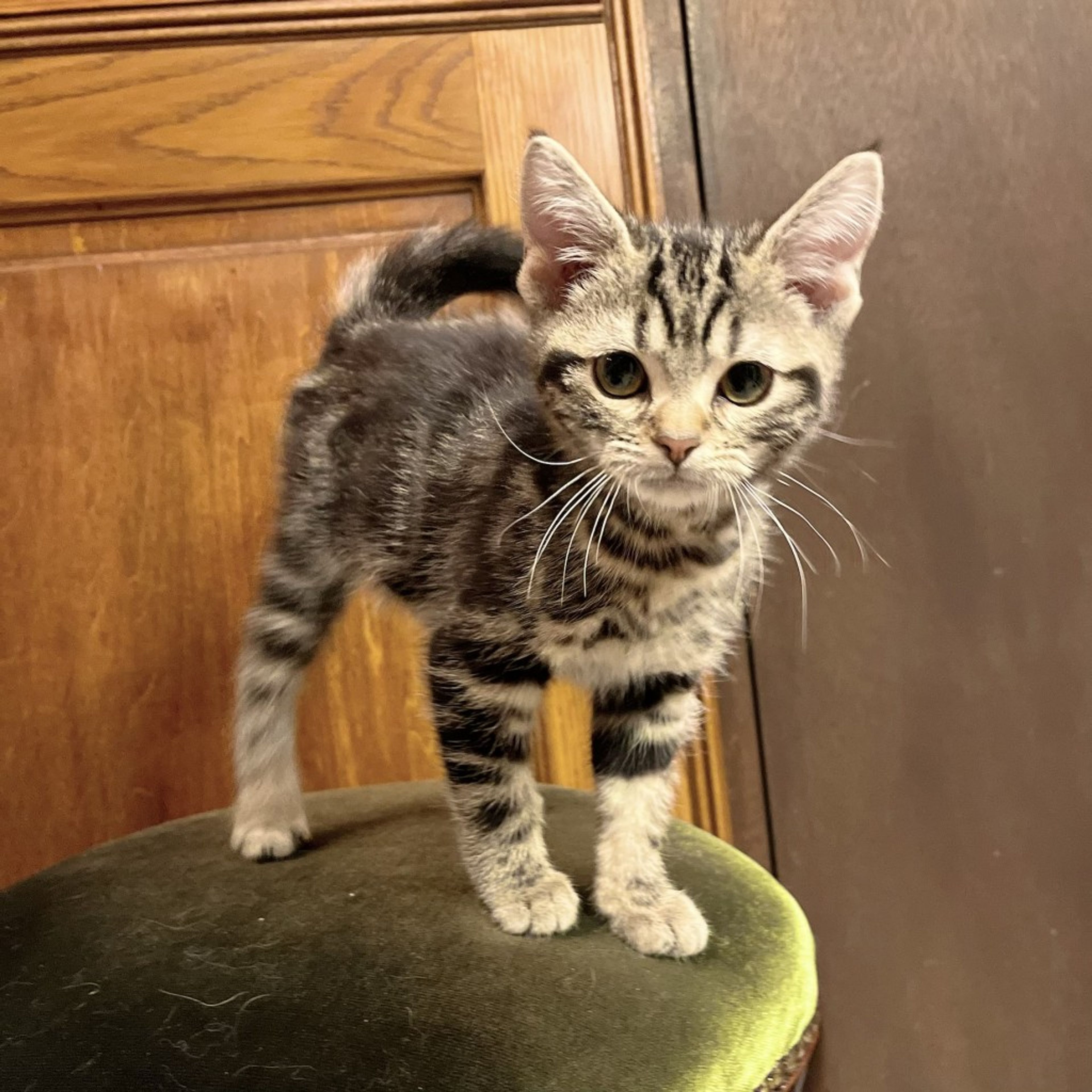 pet-image-5