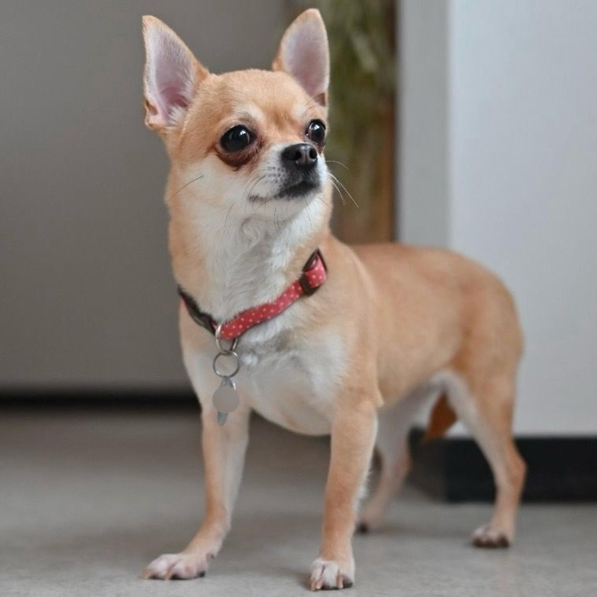 pet-image-2