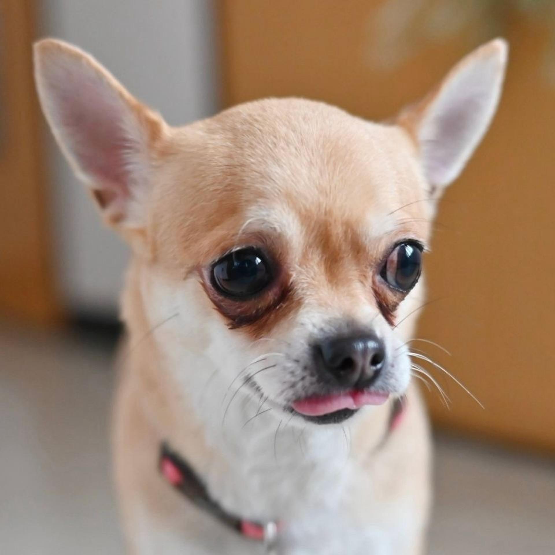 pet-image-7