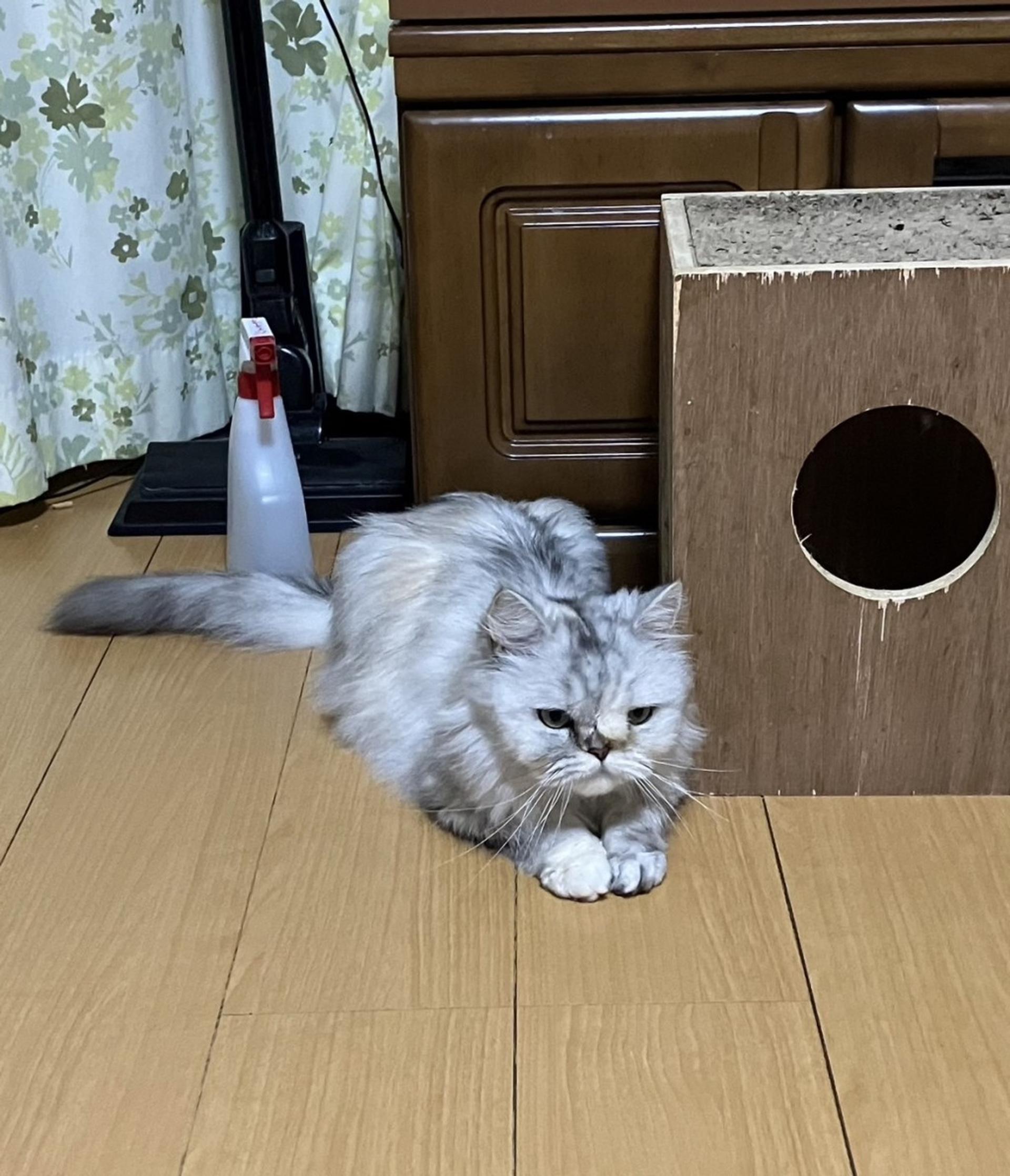 pet-image-2