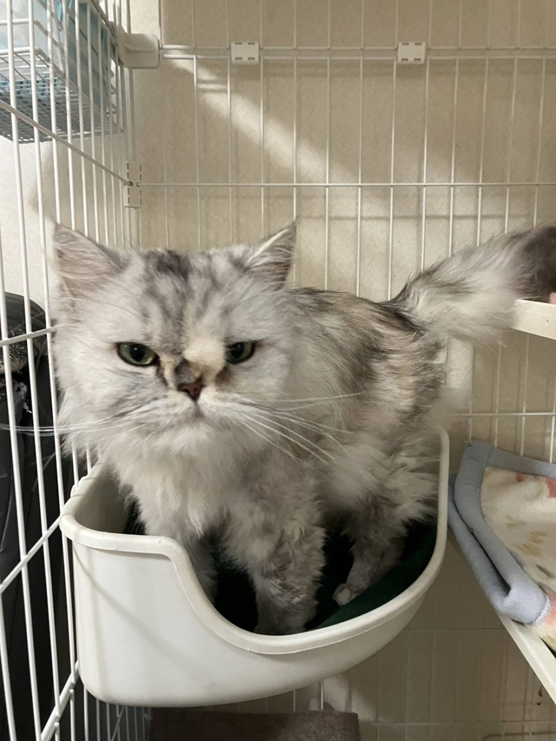 雑種（ミックス猫）・メスの里親募集の写真