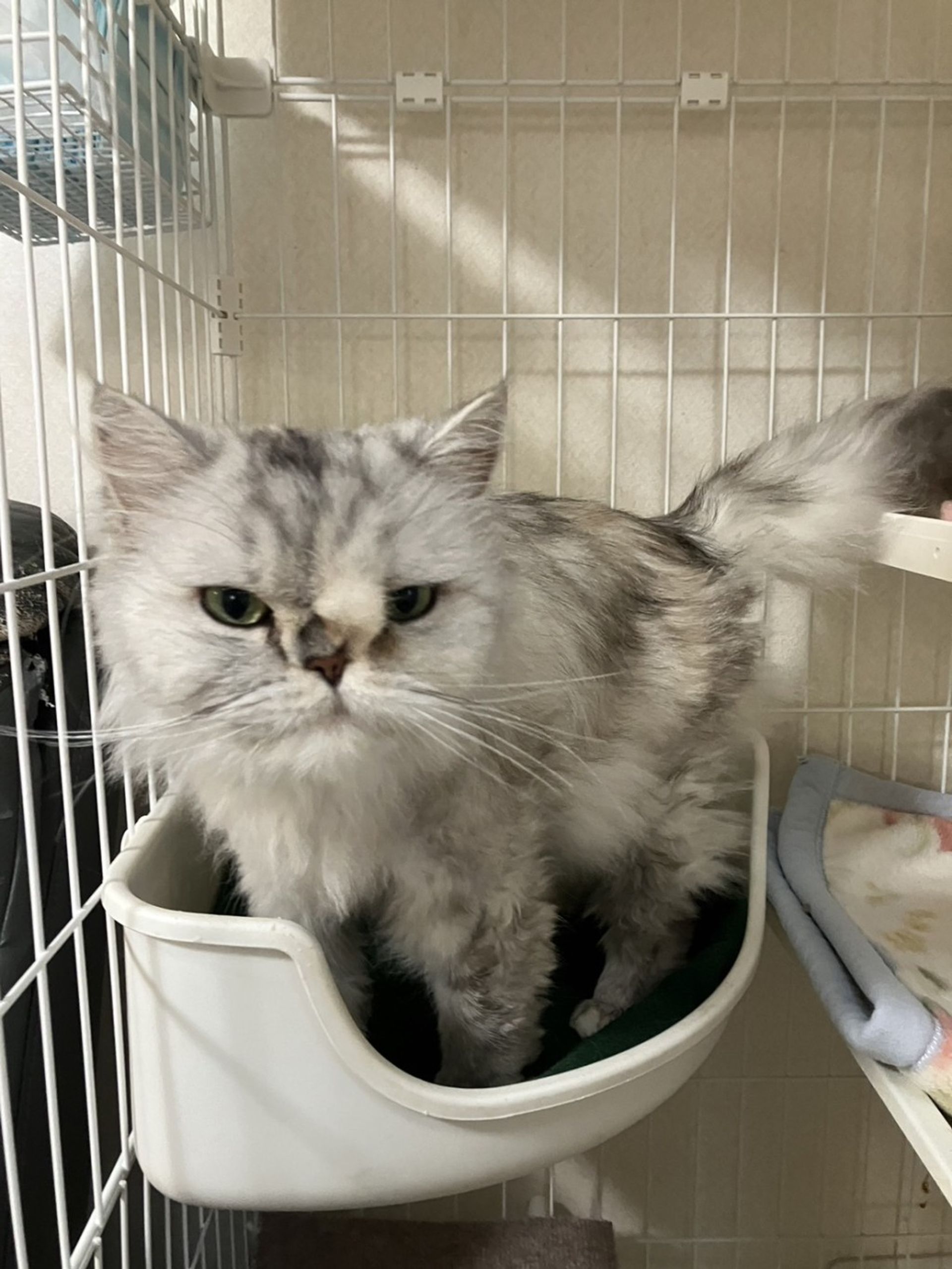 雑種（ミックス猫）・メスの里親募集の写真