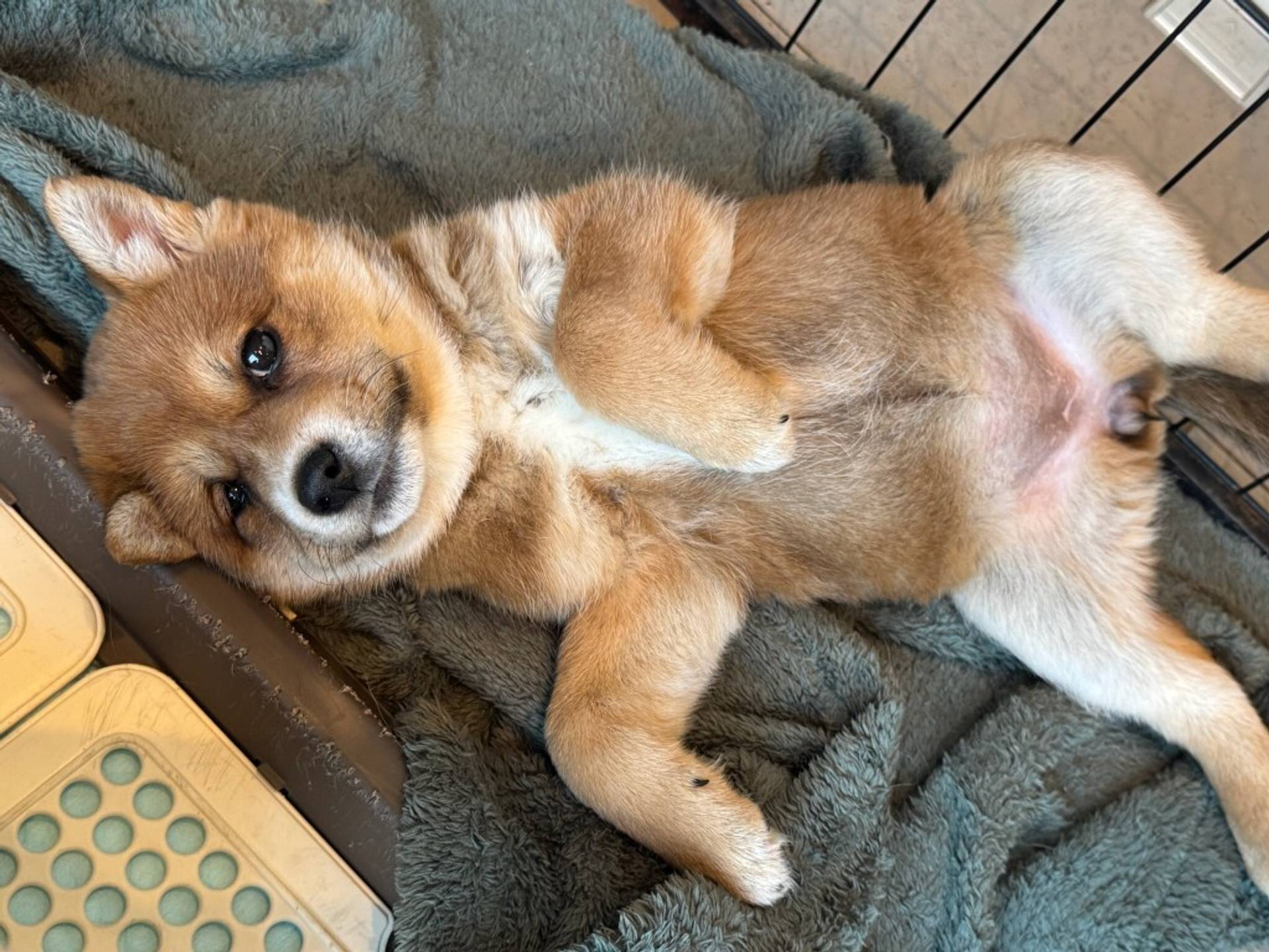 雑種（ミックス犬）・メスの里親募集の写真