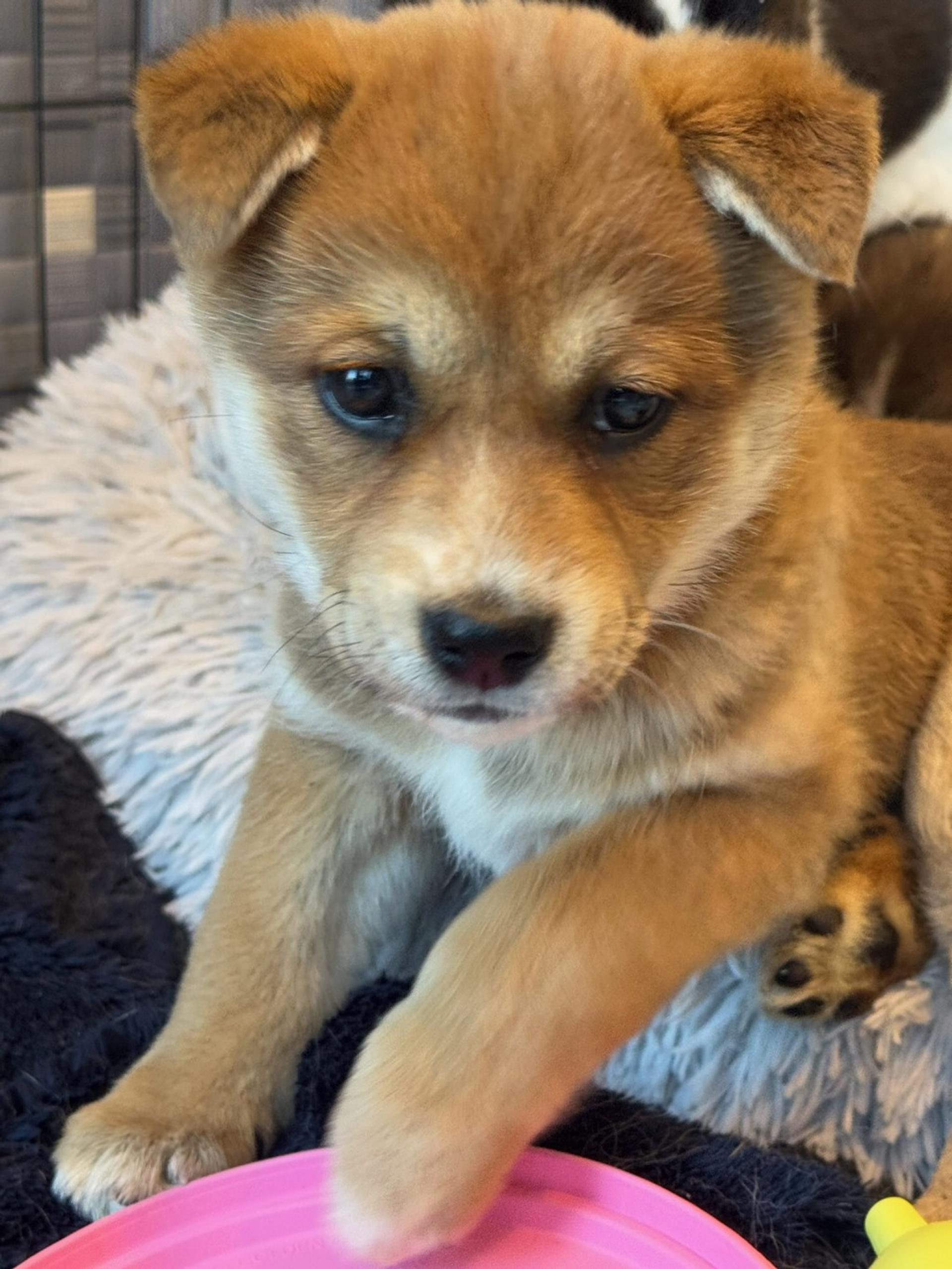 pet-image-2