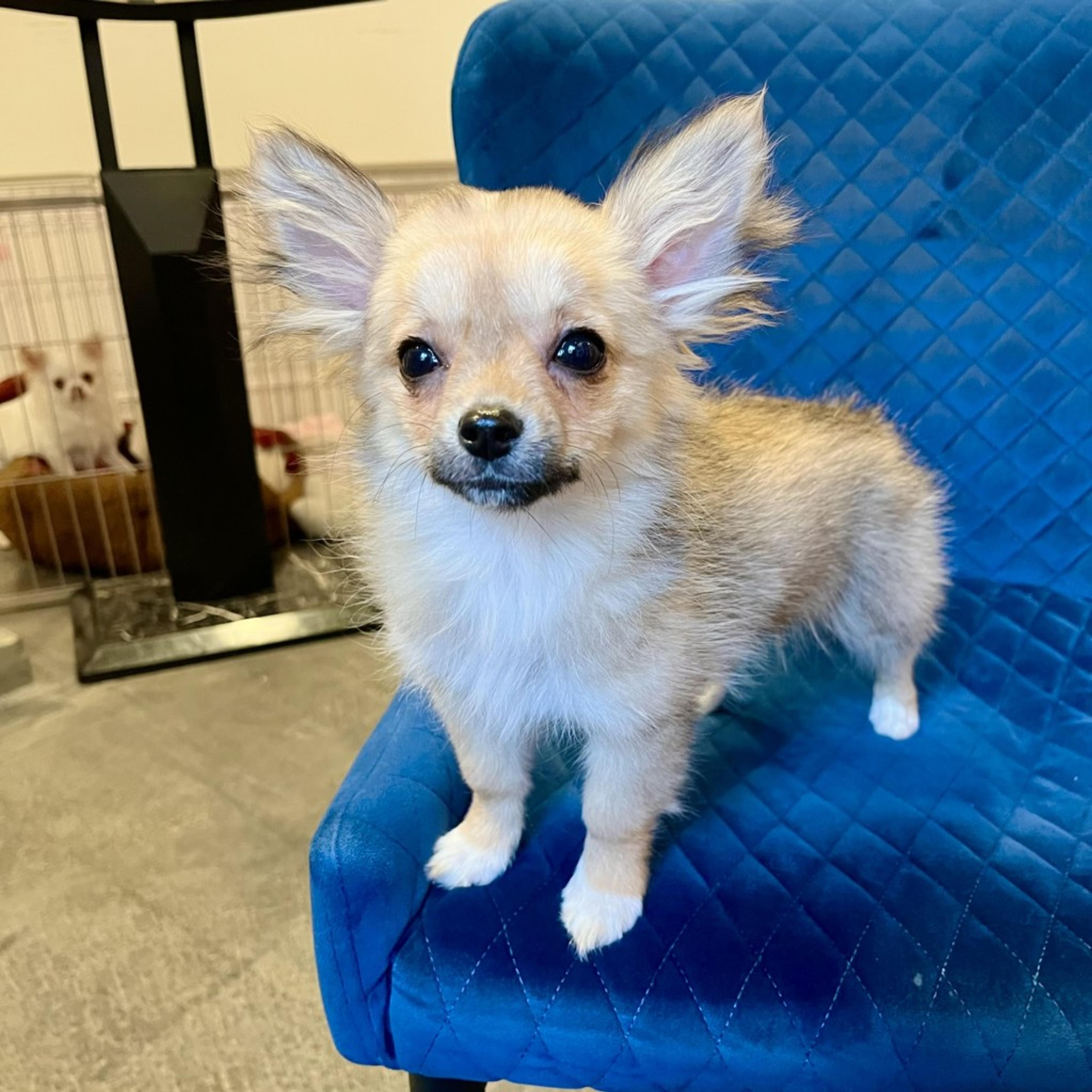pet-image-4
