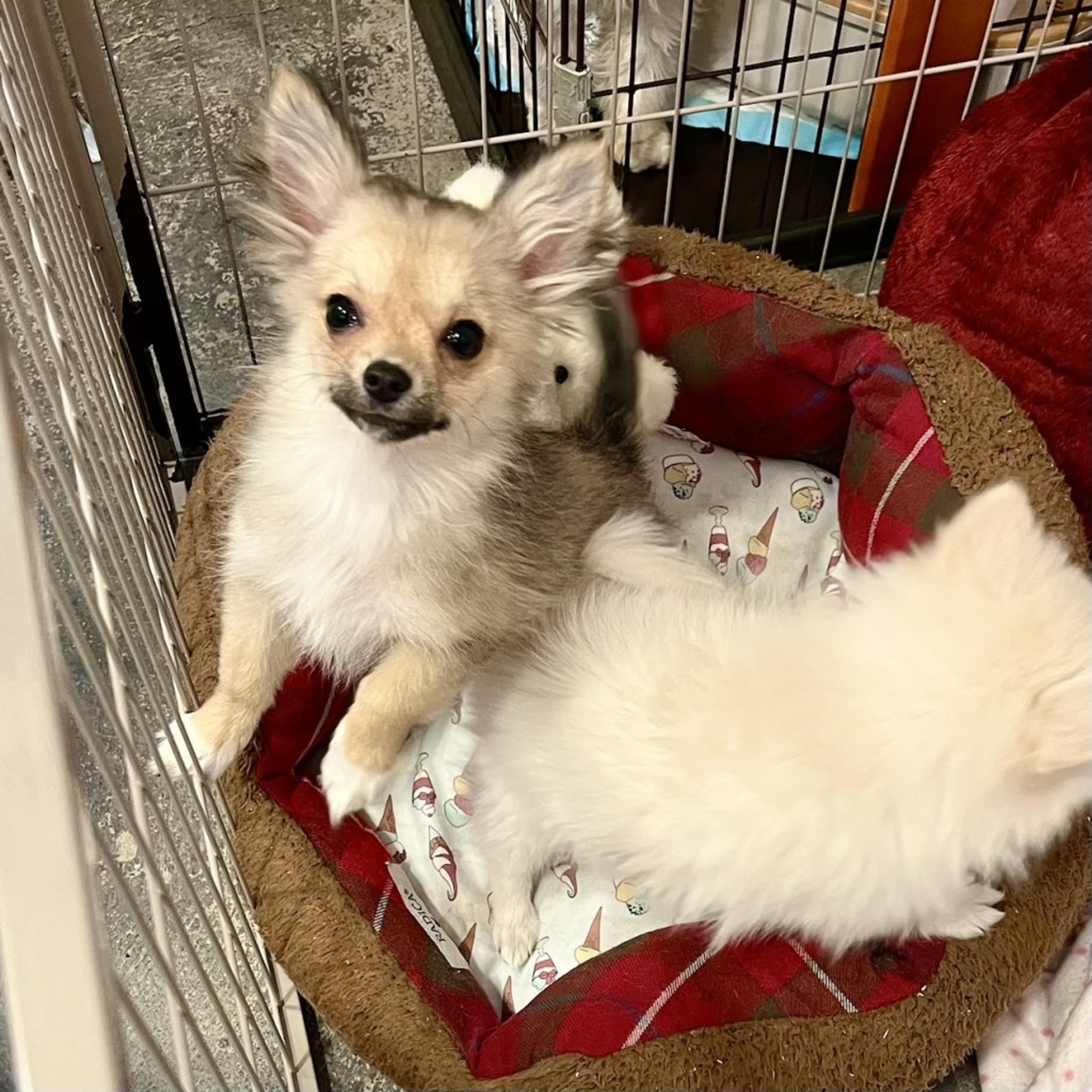 pet-image-5